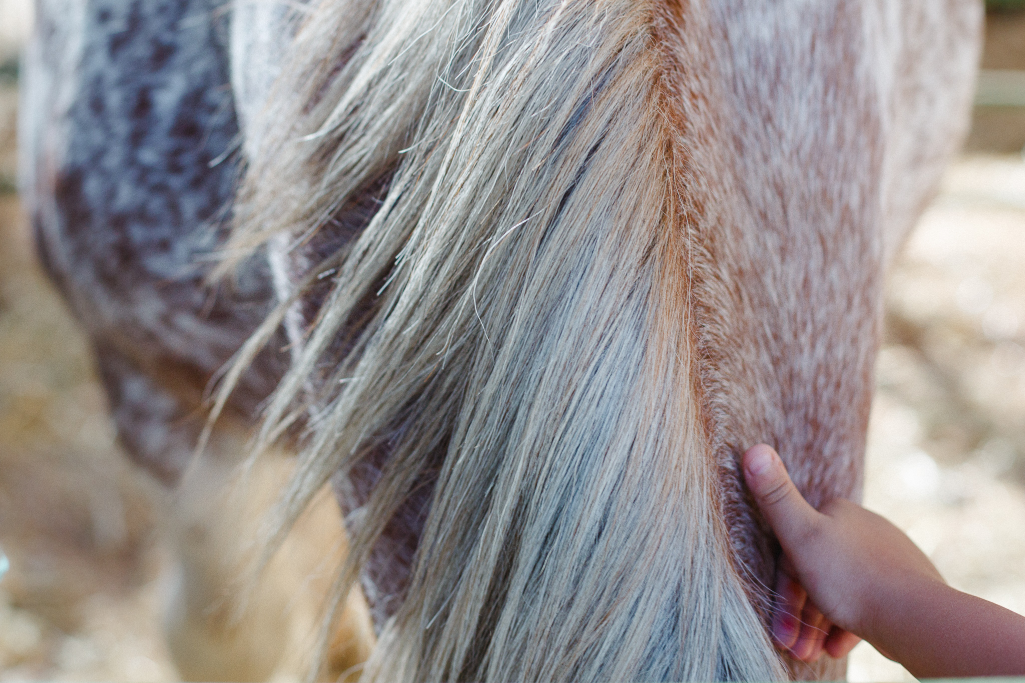 Draft Horse Classic