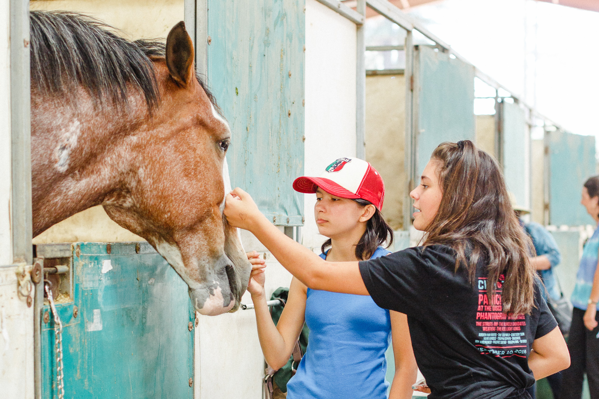 Draft Horse Classic