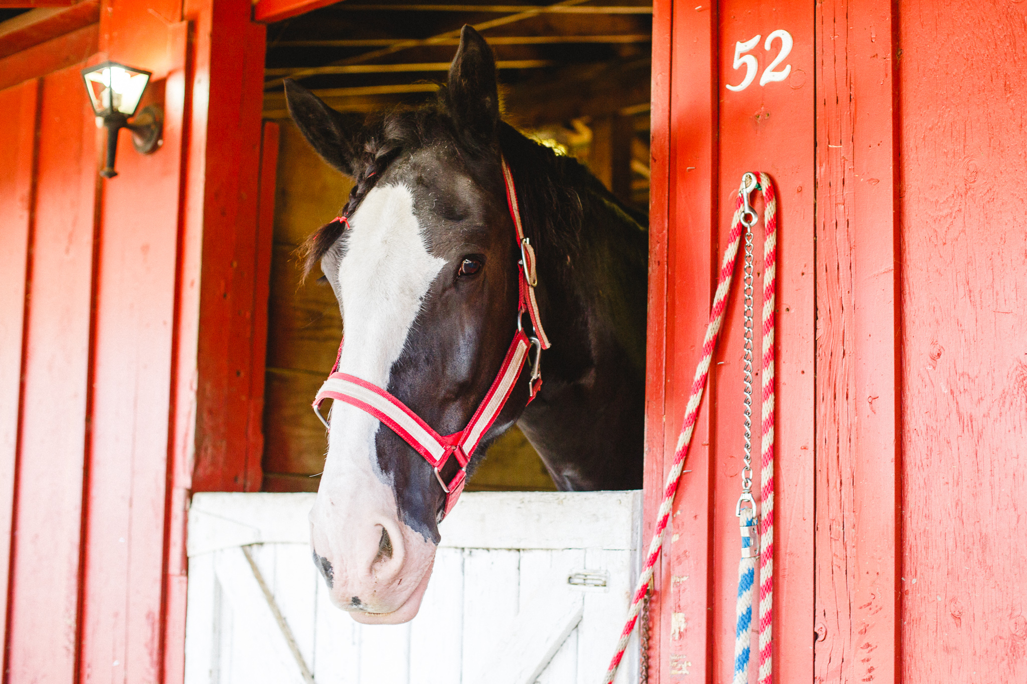 Draft Horse Classic
