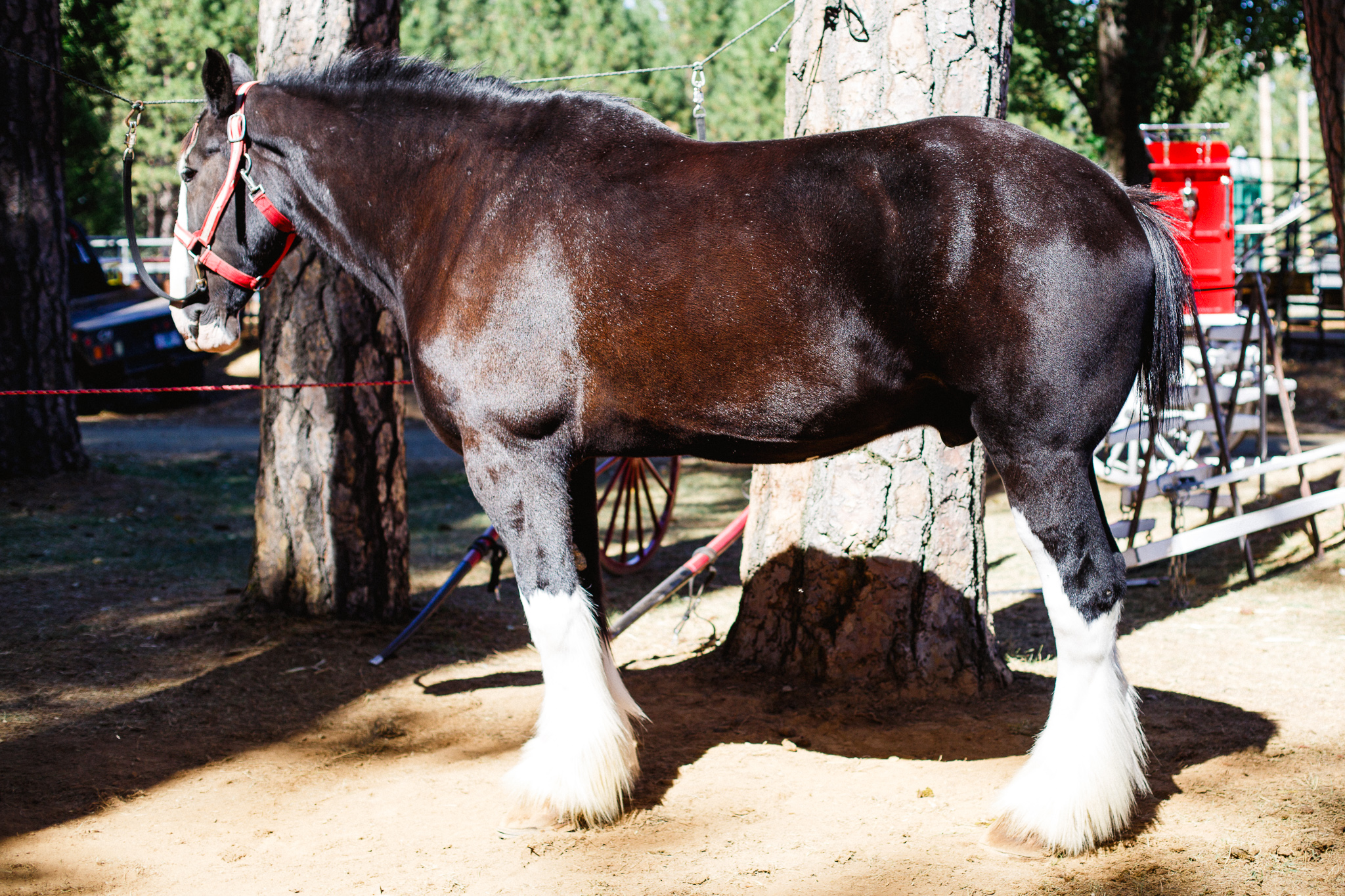Draft Horse Classic