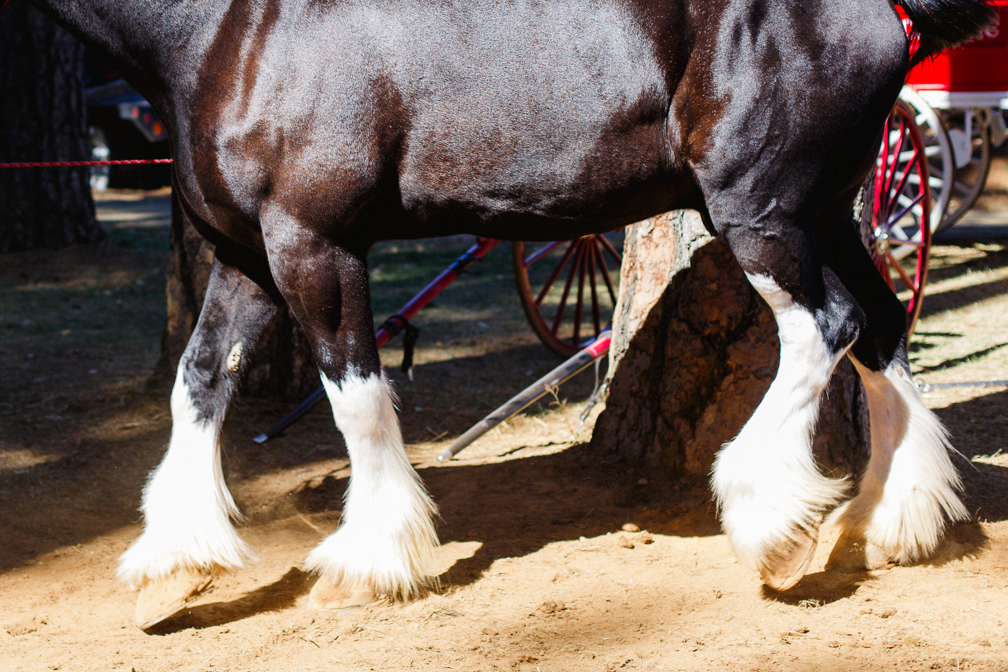 Draft Horse Classic