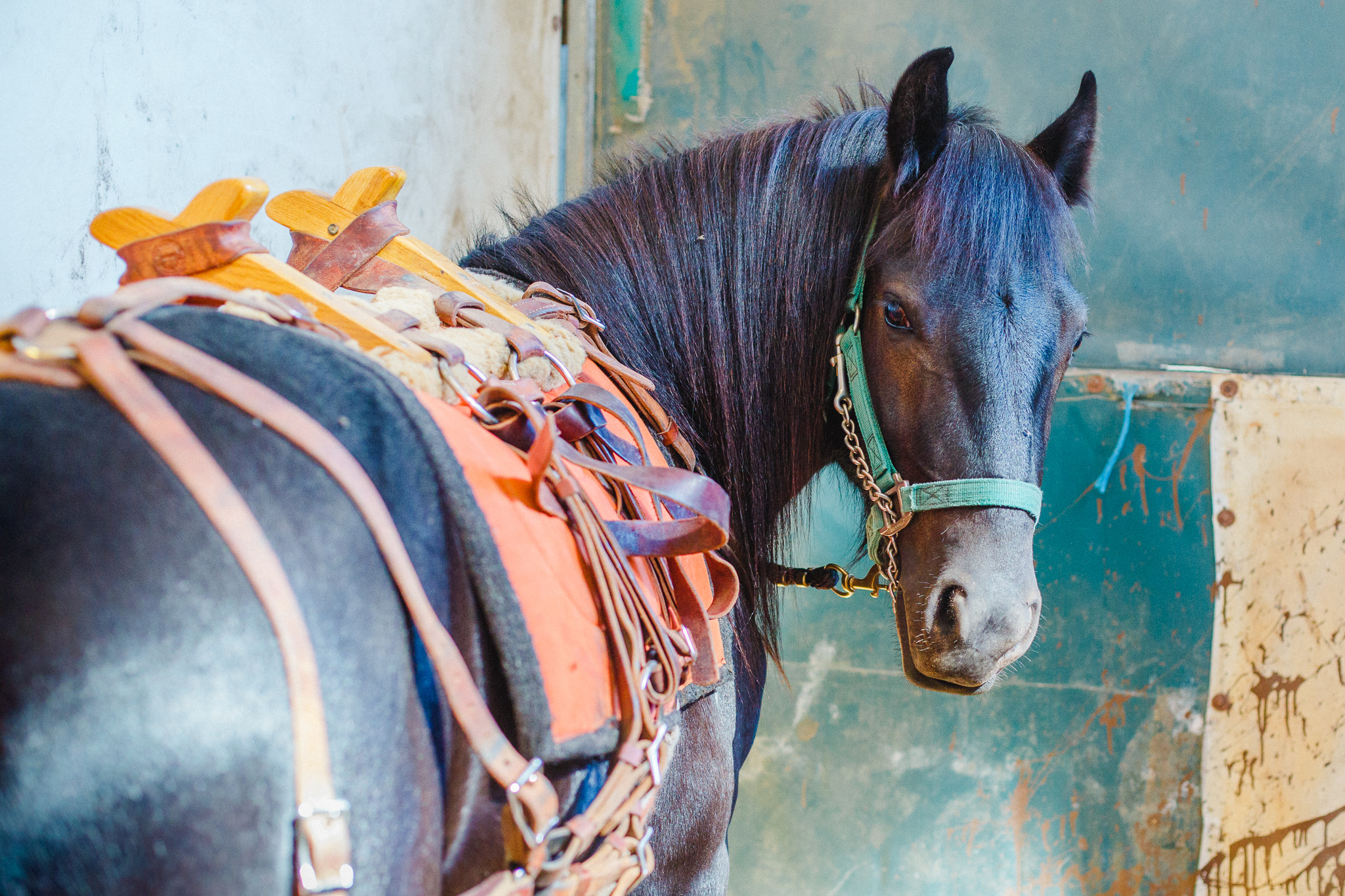 Draft Horse Classic