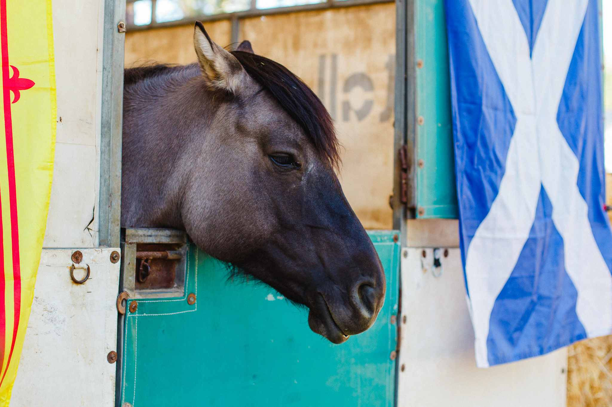 Draft Horse Classic