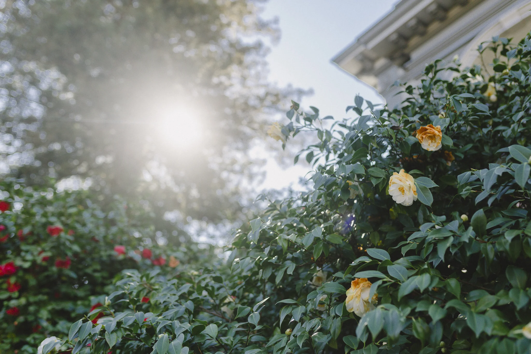 Crocker Art Museum | Lenkaland Photography