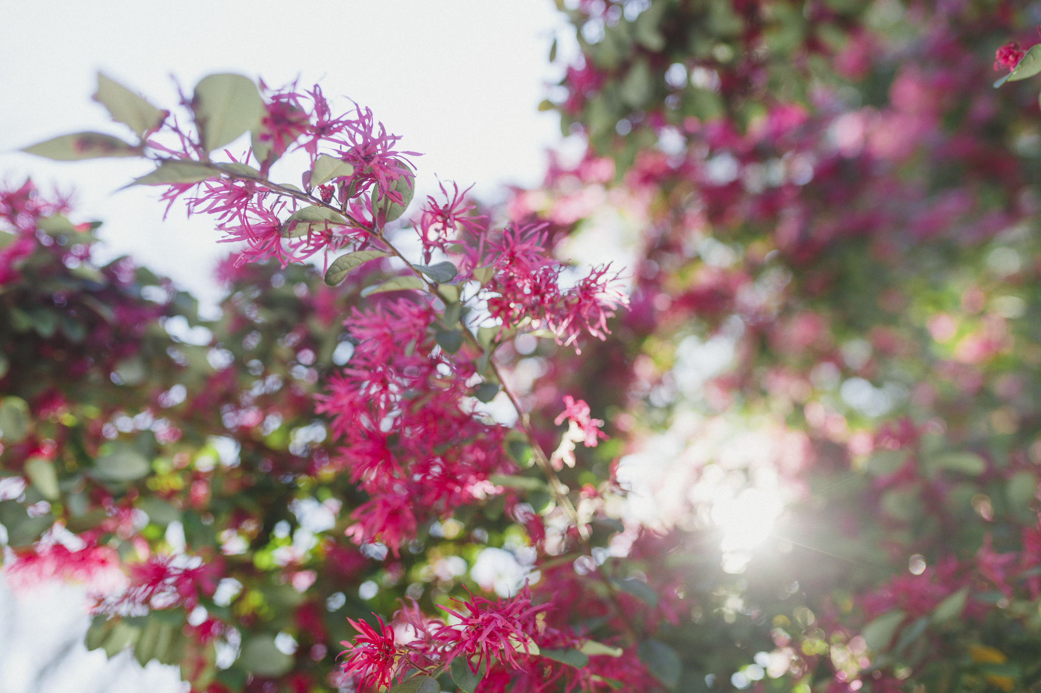 Crocker Art Museum | Lenkaland Photography