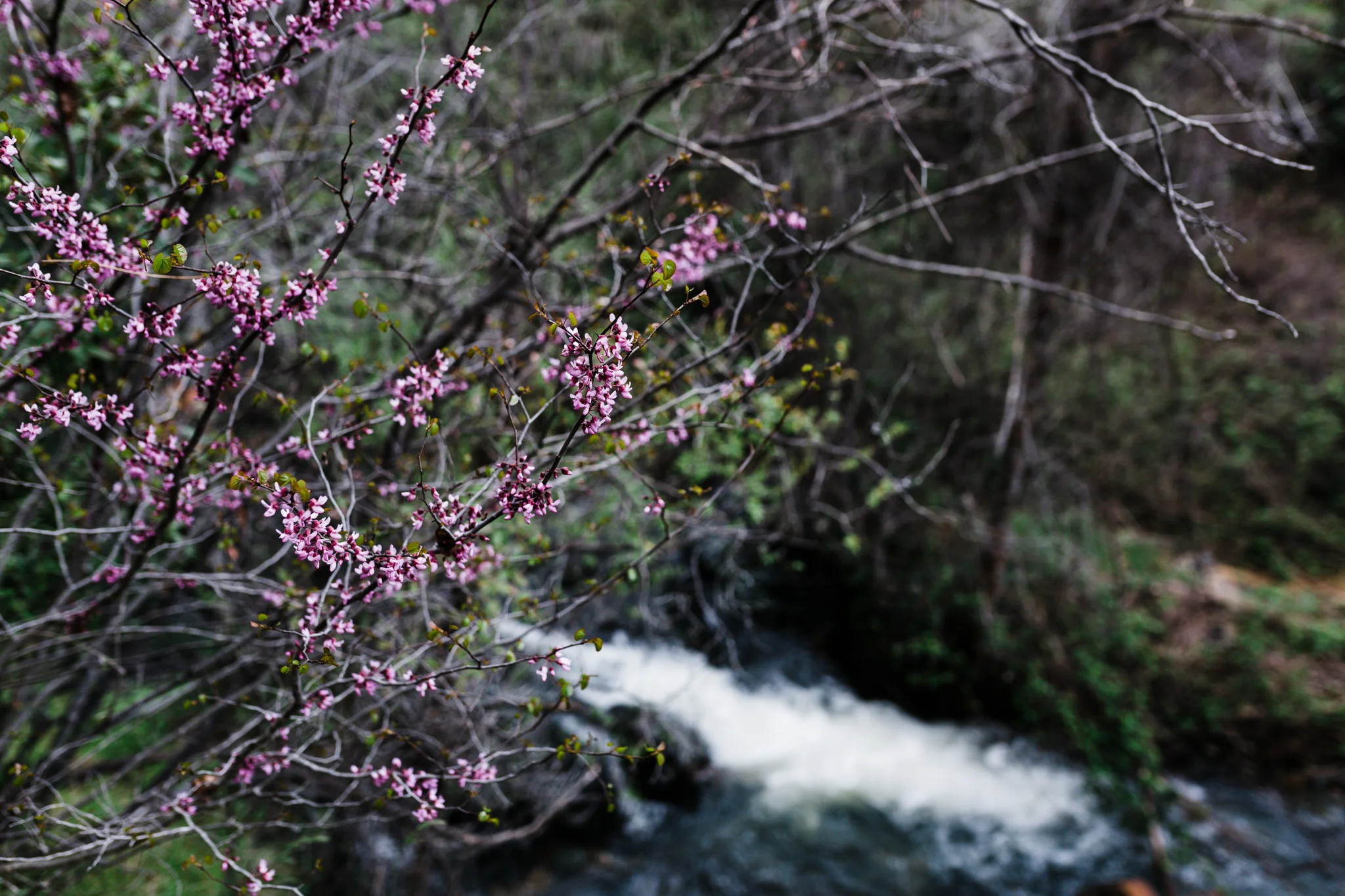 Yuba River | Lenkaland Photography