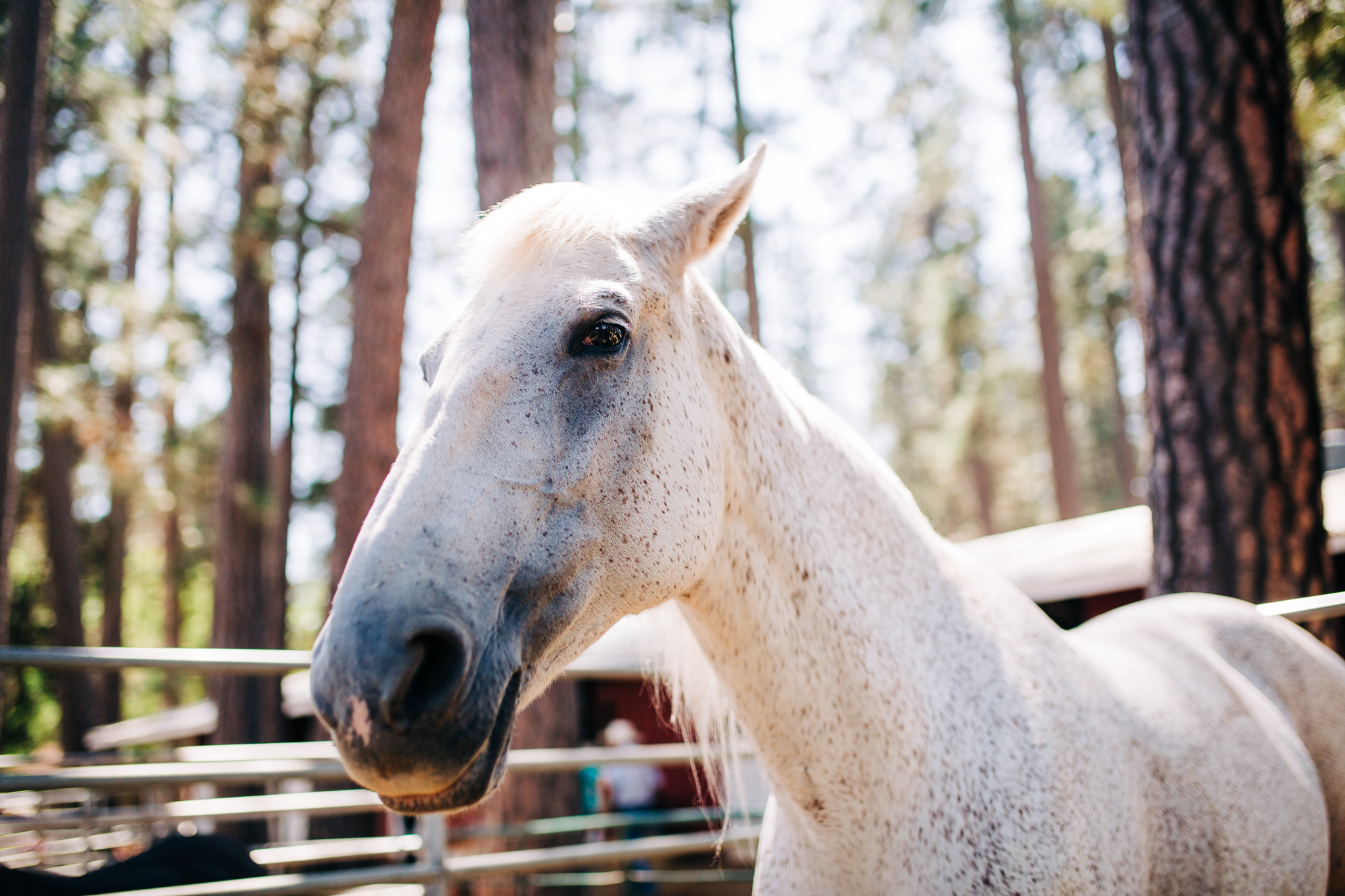 Nevada County Fair | Lenkaland Photography