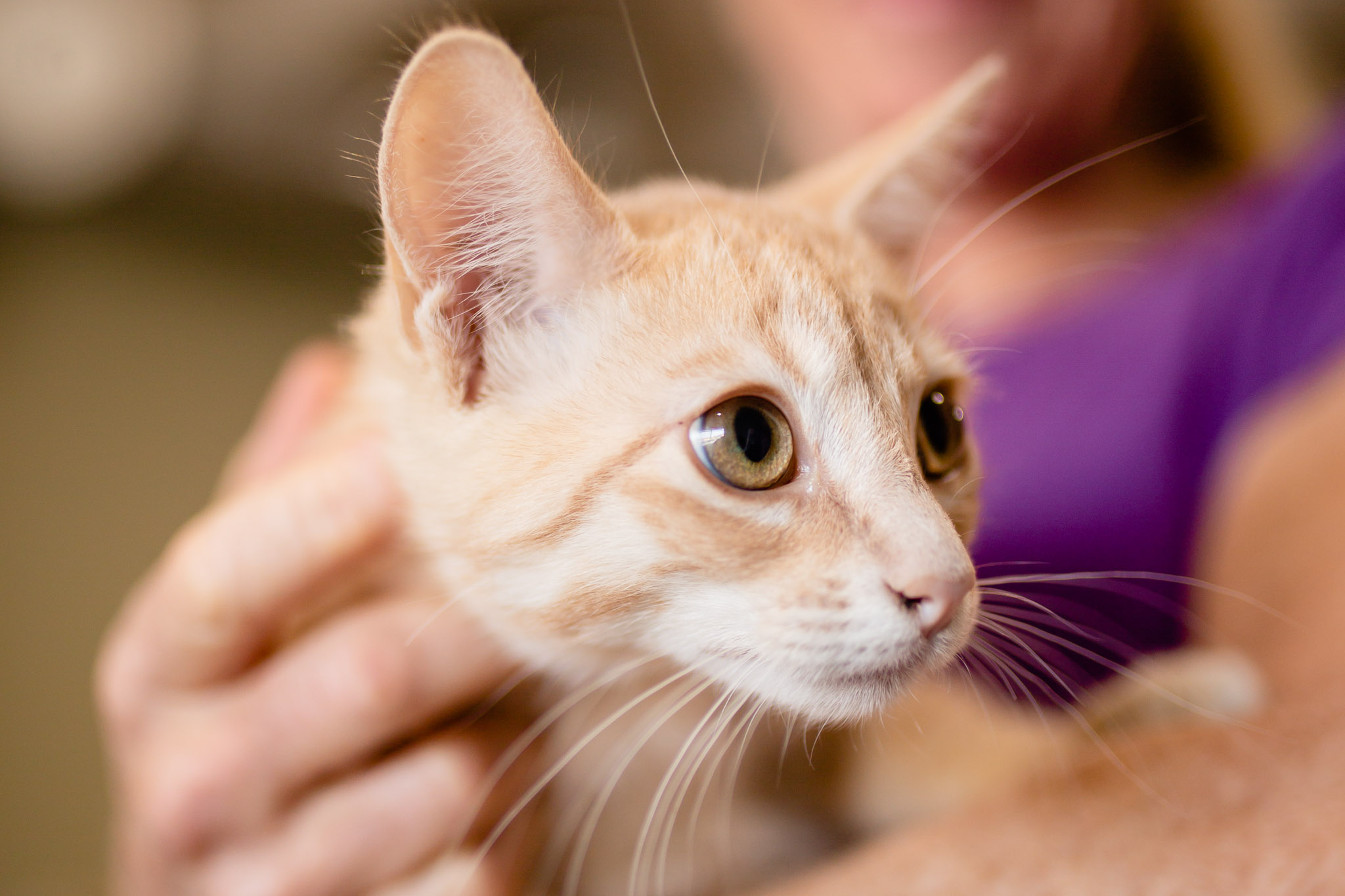 Cats at AnimalSave | Lenkaland Photography