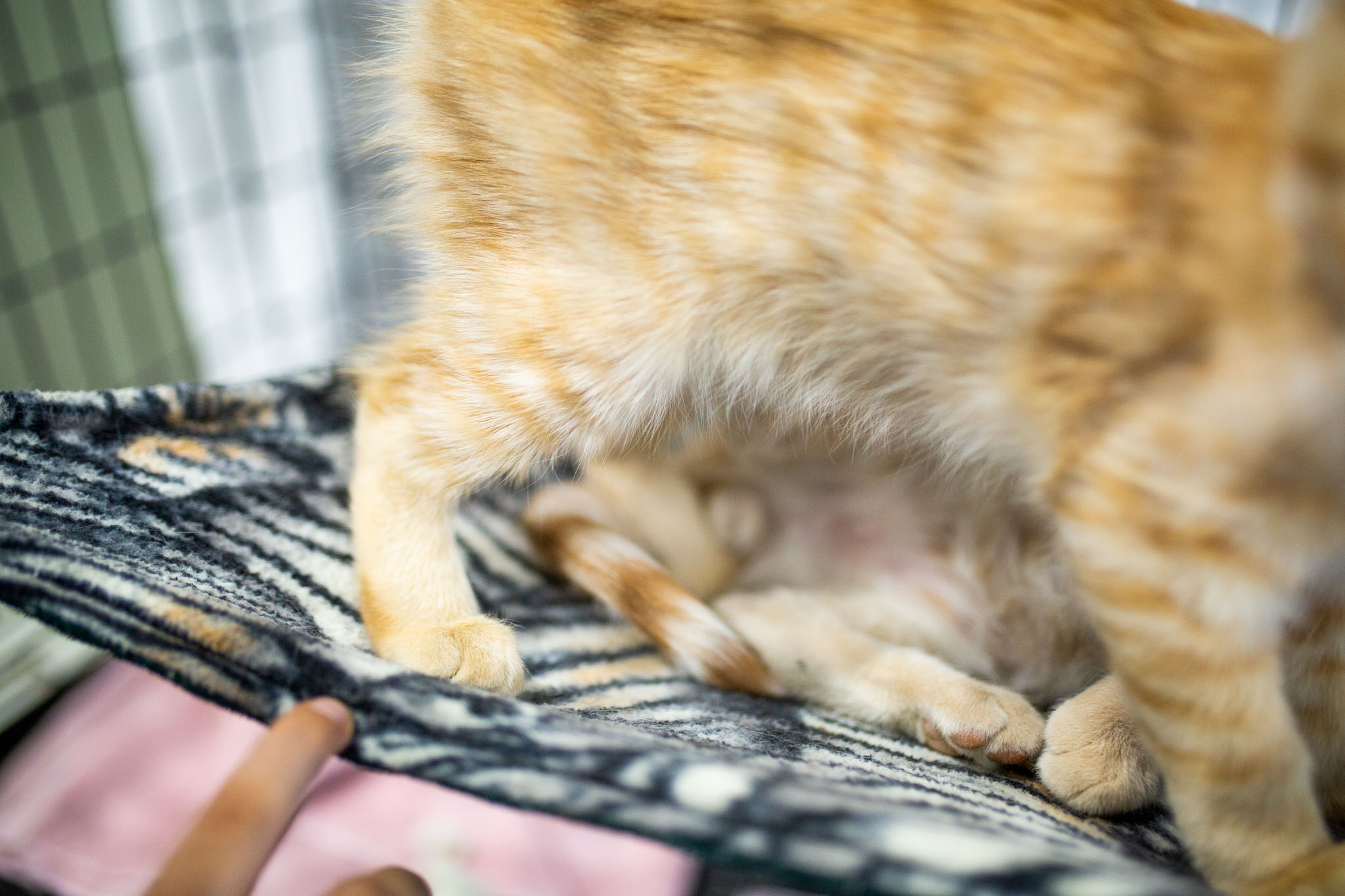 Cats at AnimalSave | Lenkaland Photography