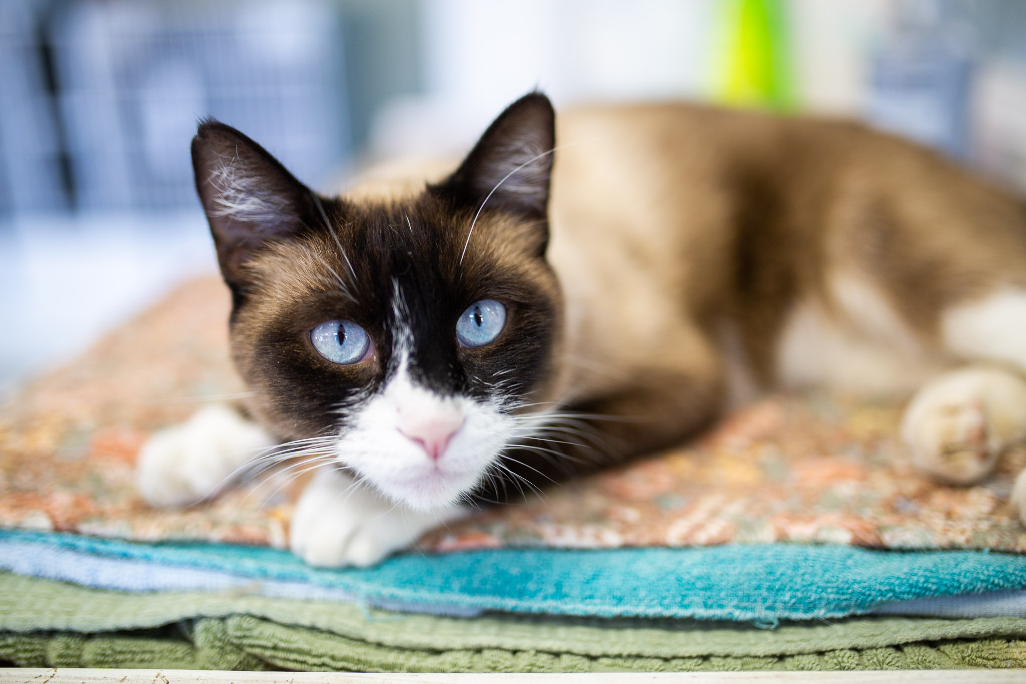 Cats at AnimalSave | Lenkaland Photography