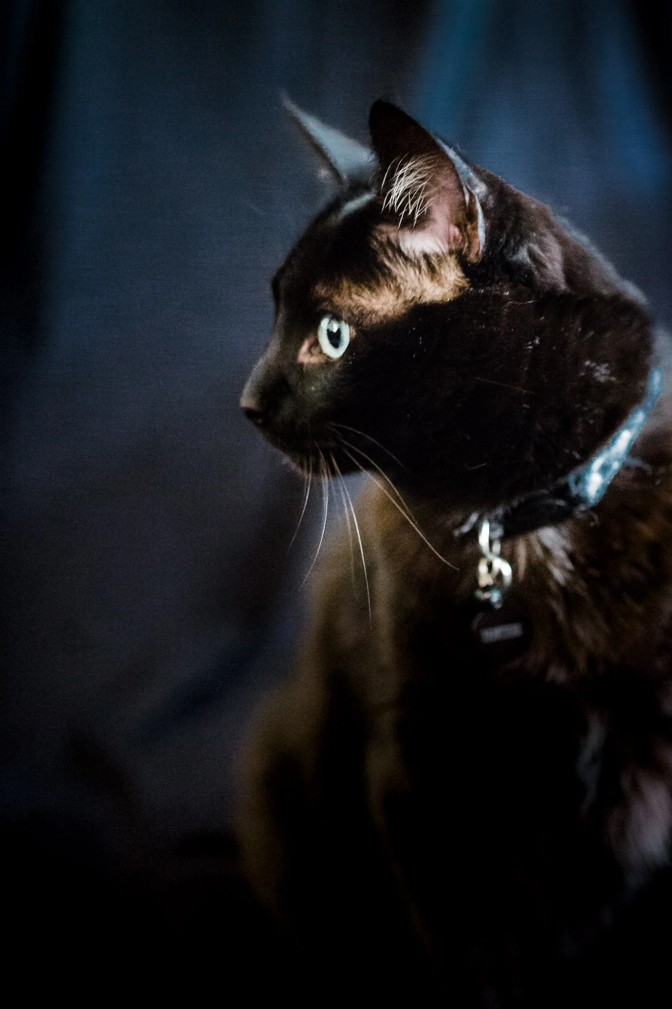 Pet Photography | Lenkaland Photography