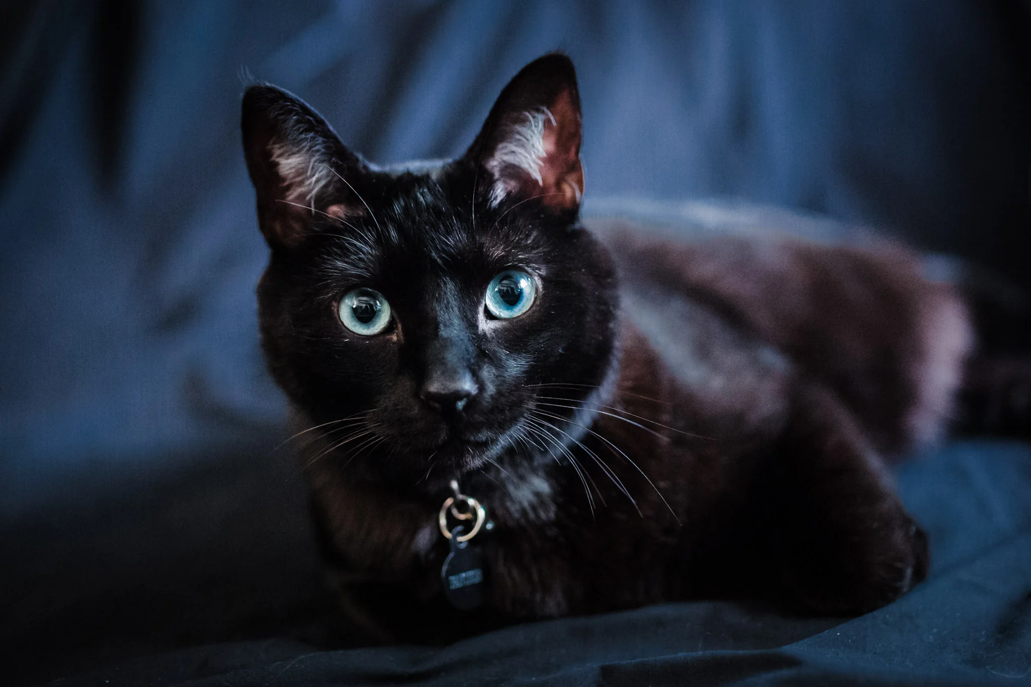 Pet Photography | Lenkaland Photography