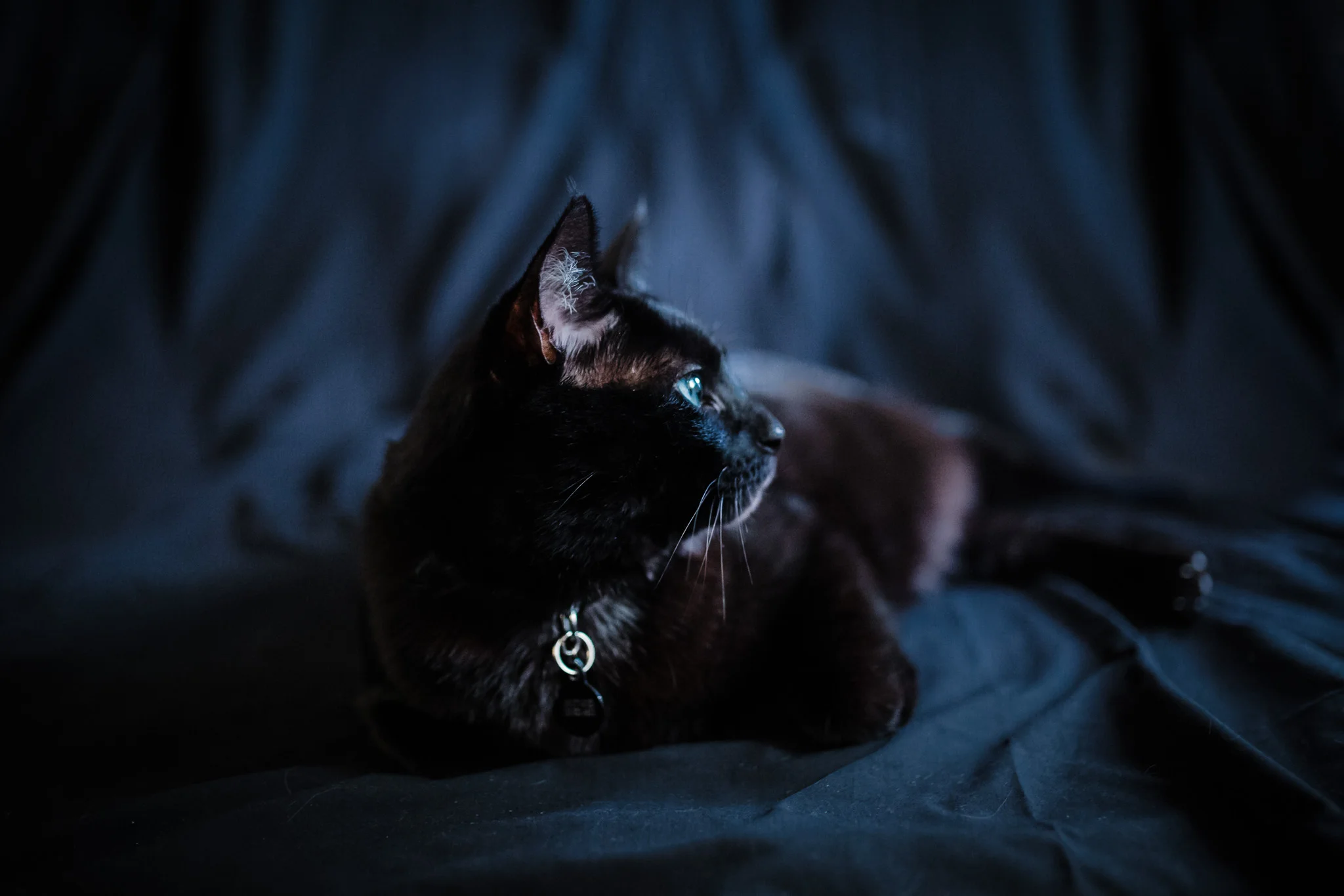 Pet Photography | Lenkaland Photography