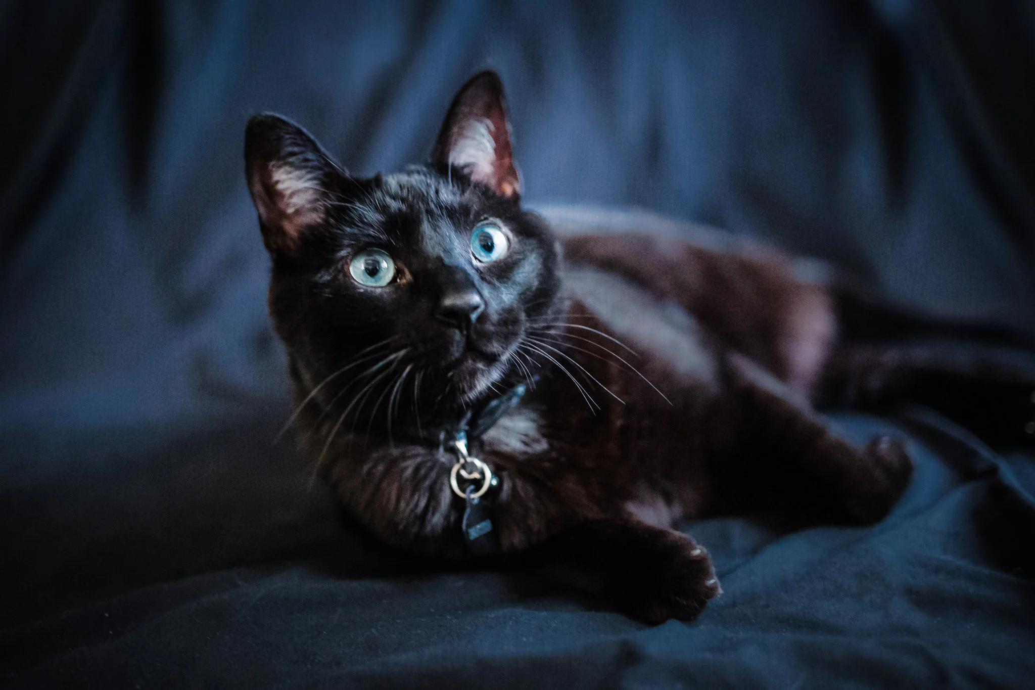 Pet Photography | Lenkaland Photography