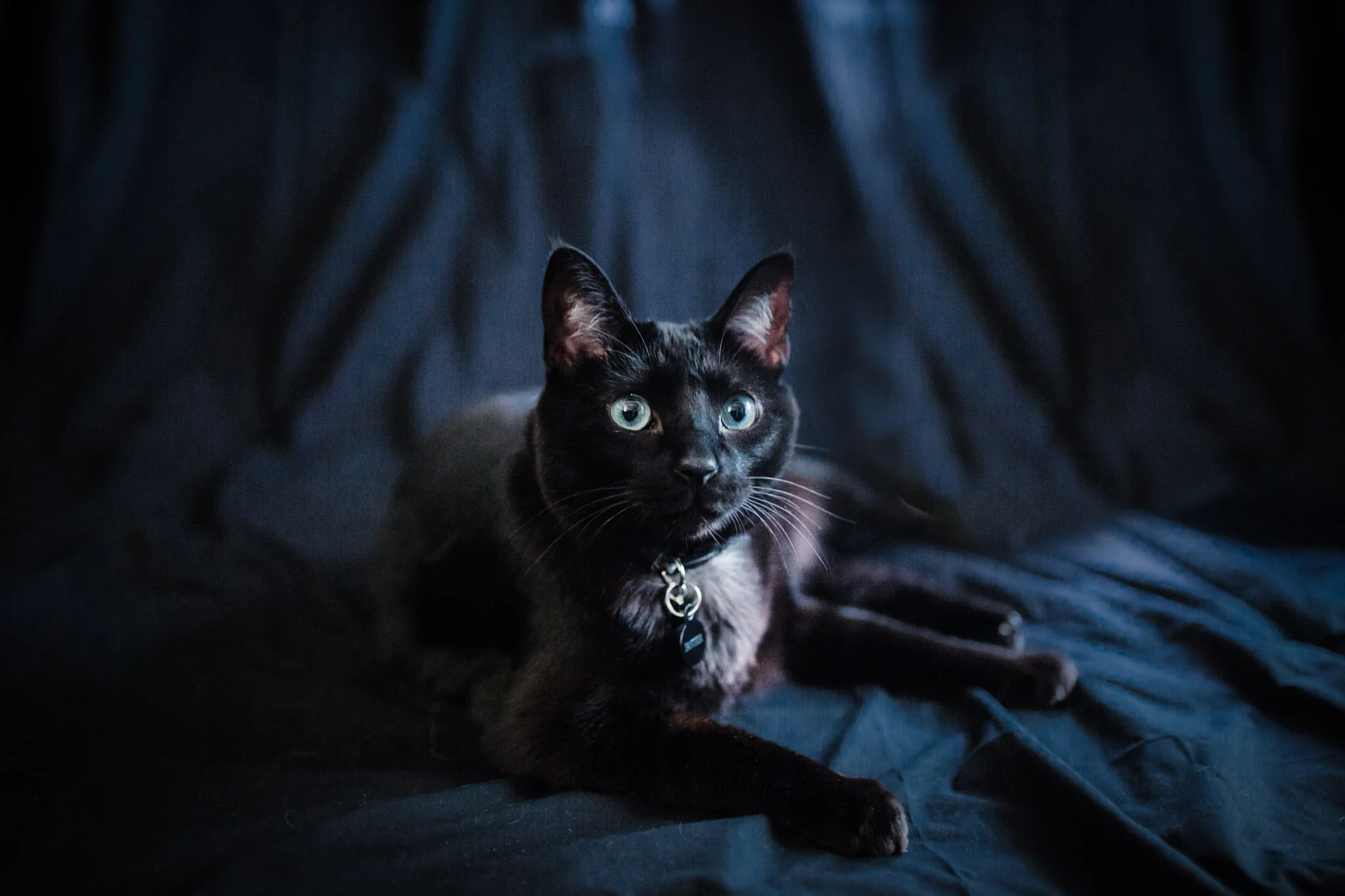 Pet Photography | Lenkaland Photography