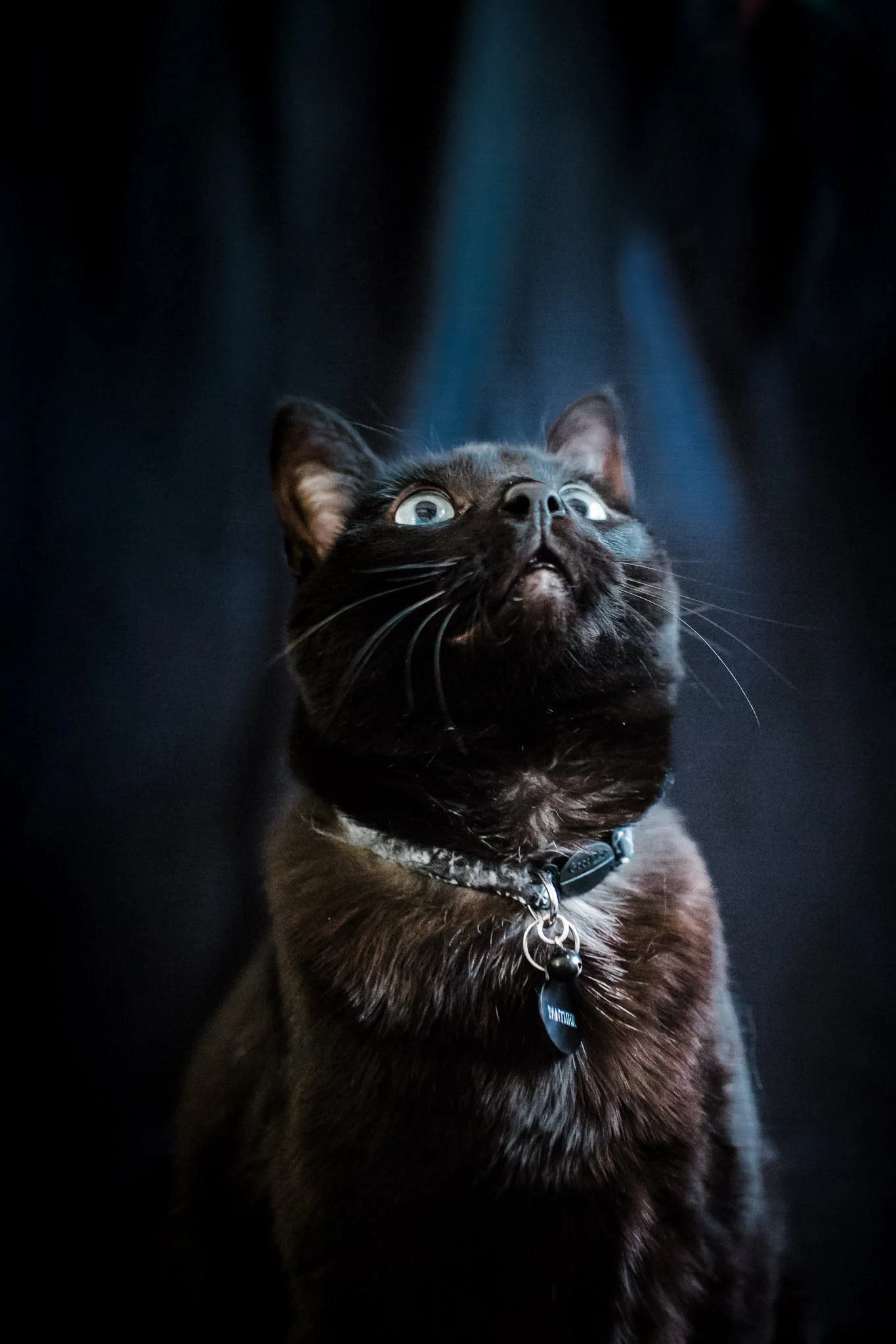 Pet Photography | Lenkaland Photography