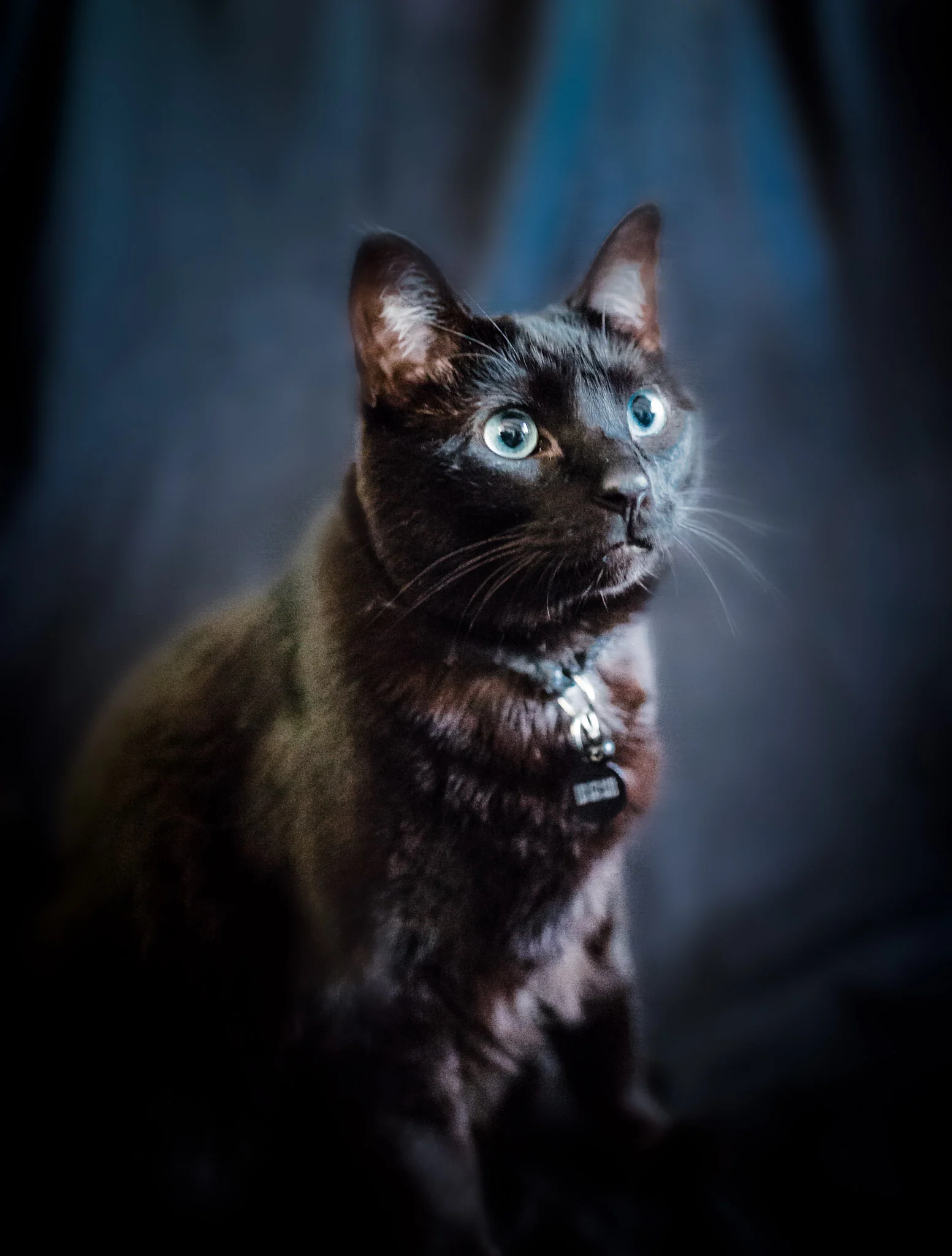Pet Photography | Lenkaland Photography