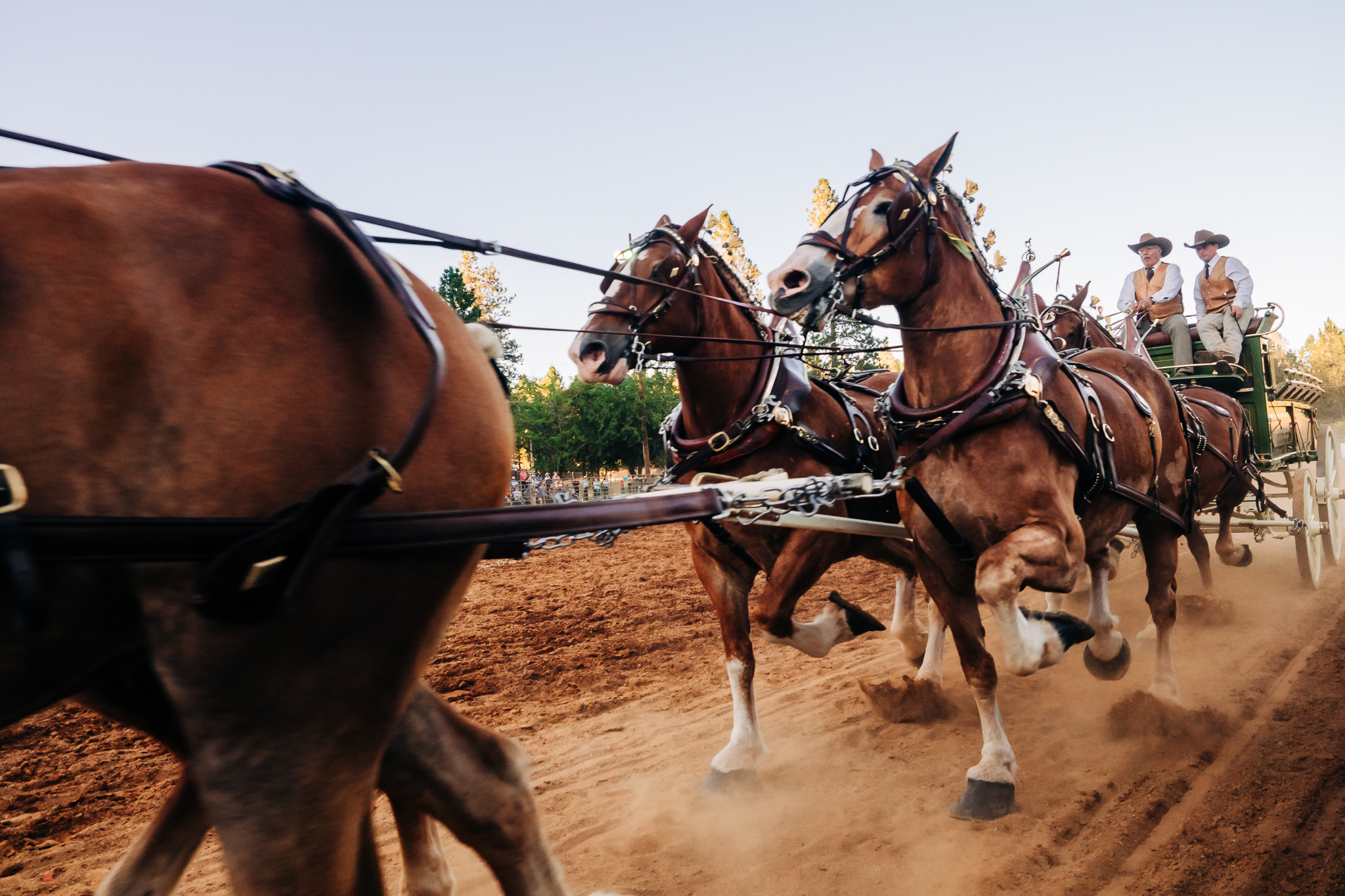 Draft Horse Classic at the Nevada County Fairgrounds | Lenkaland