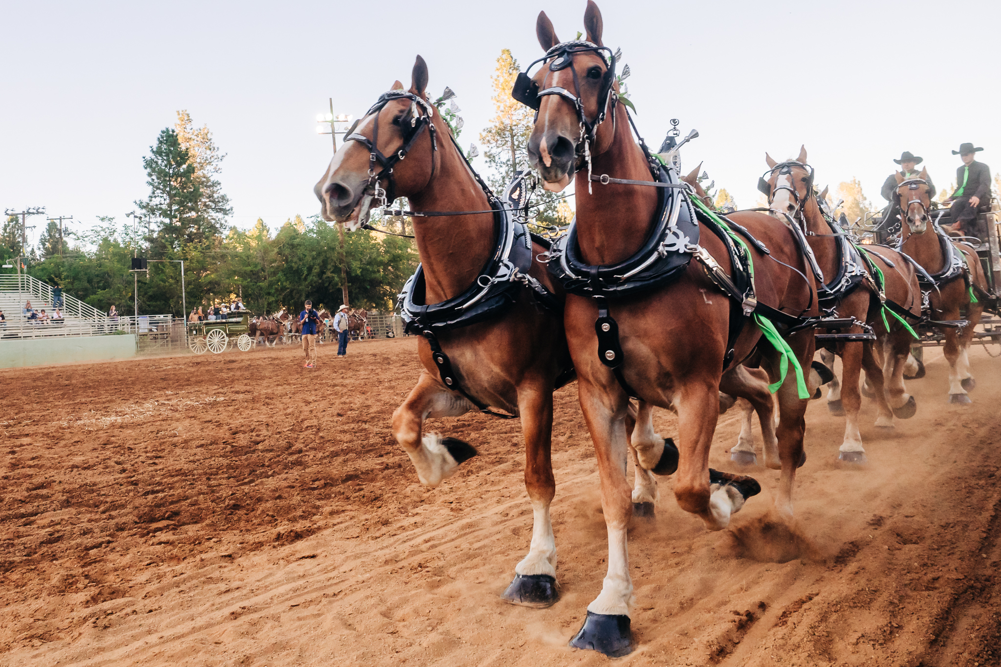 Draft Horse Classic at the Nevada County Fairgrounds | Lenkaland