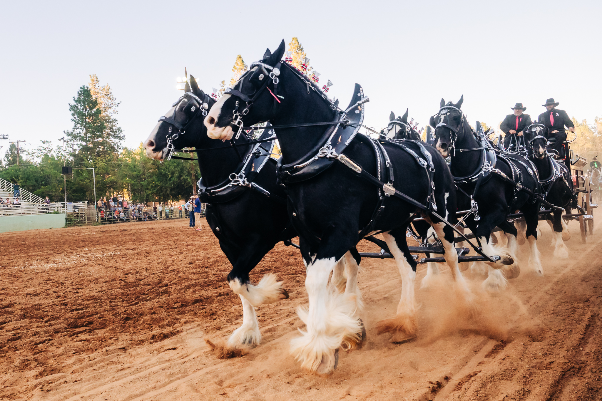 Draft Horse Classic at the Nevada County Fairgrounds | Lenkaland
