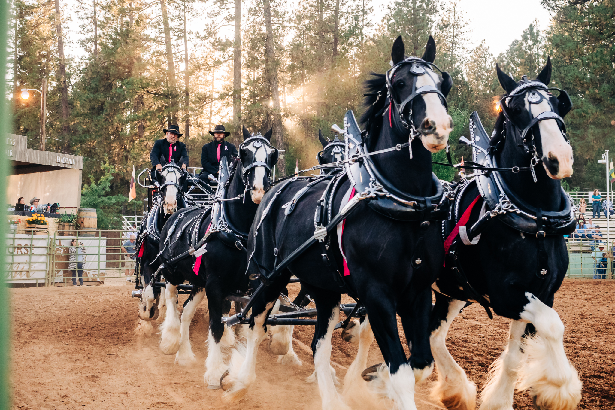 Draft Horse Classic at the Nevada County Fairgrounds | Lenkaland