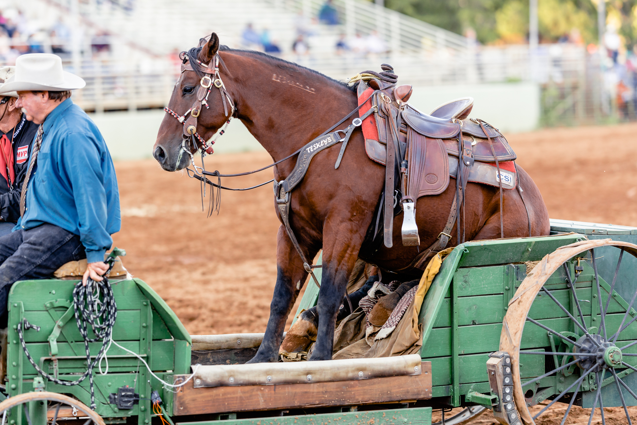 Draft Horse Classic at the Nevada County Fairgrounds | Lenkaland