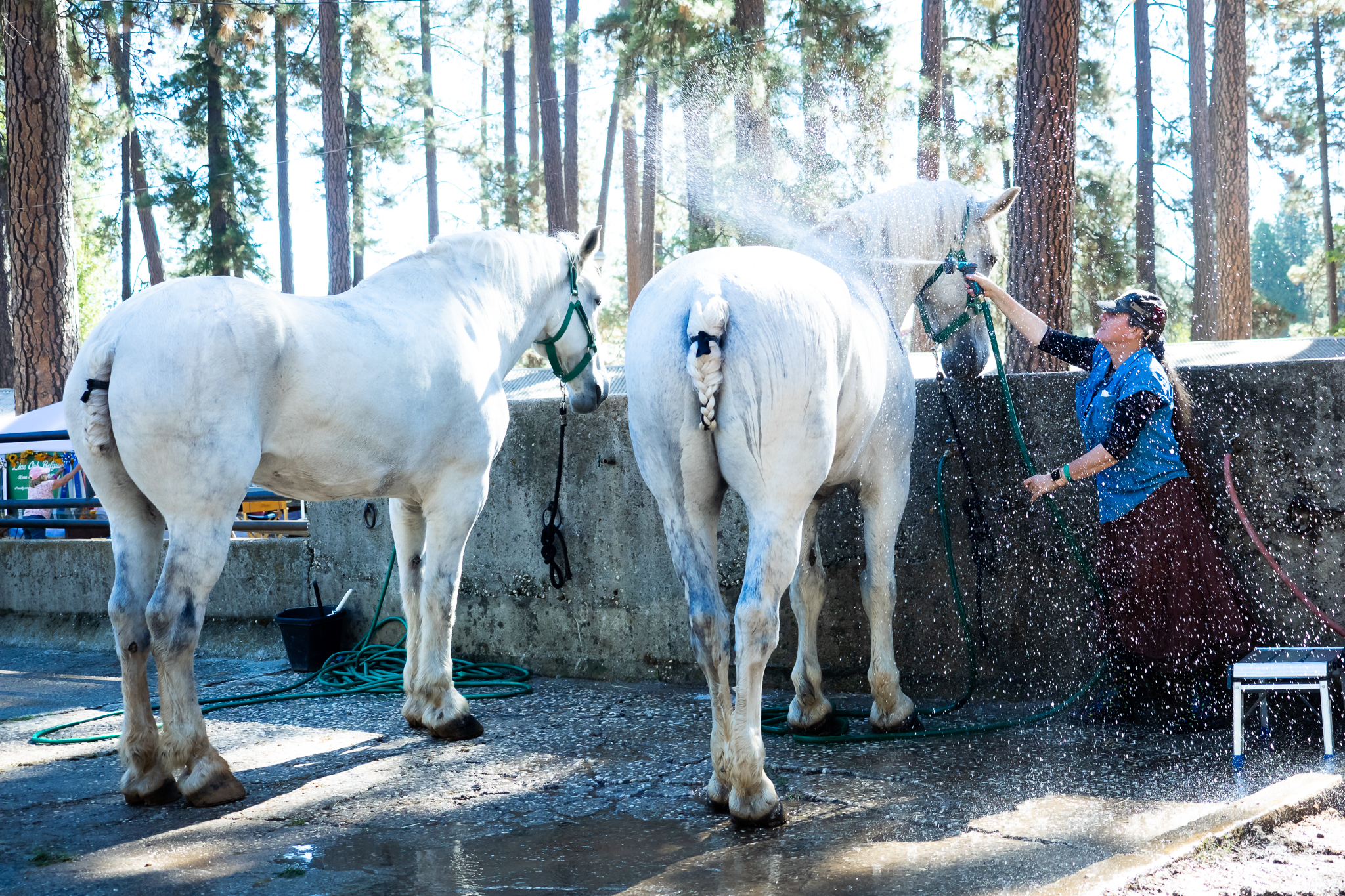 Draft Horse Classic at the Nevada County Fairgrounds | Lenkaland