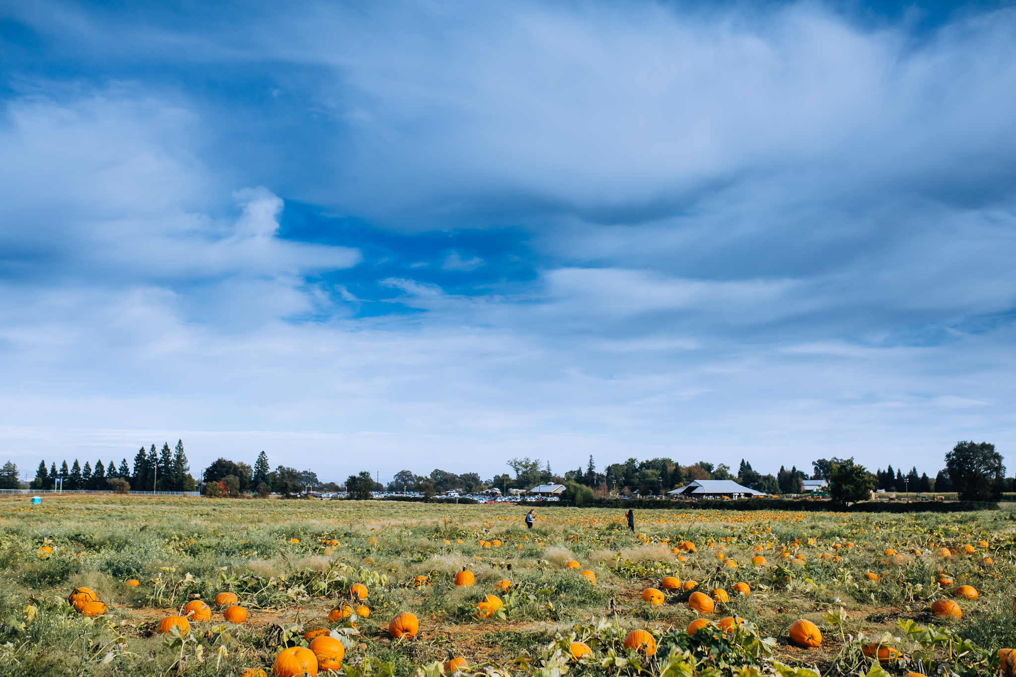 Lenkaland Photography at Bishop's Pumpkin Farm