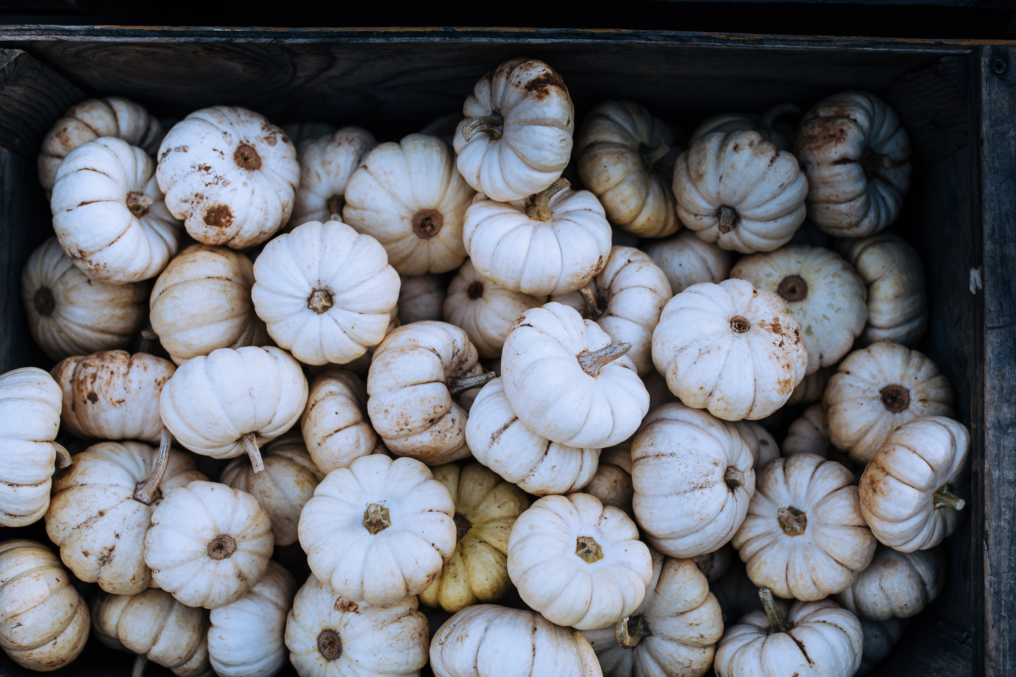 Lenkaland Photography at Bishop's Pumpkin Farm