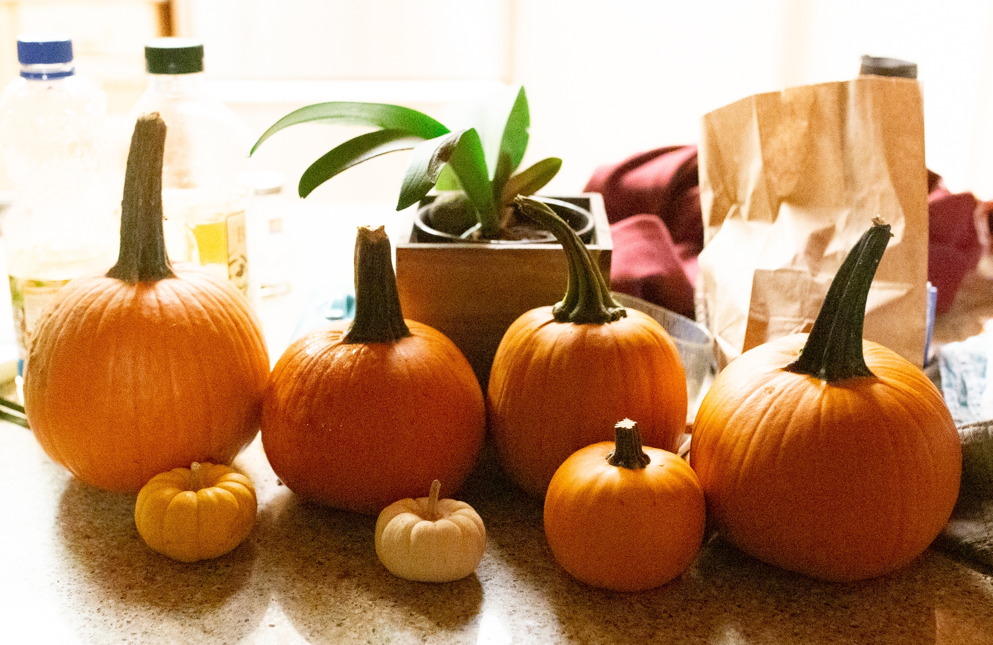 Lenkaland Photography at Bishop's Pumpkin Farm