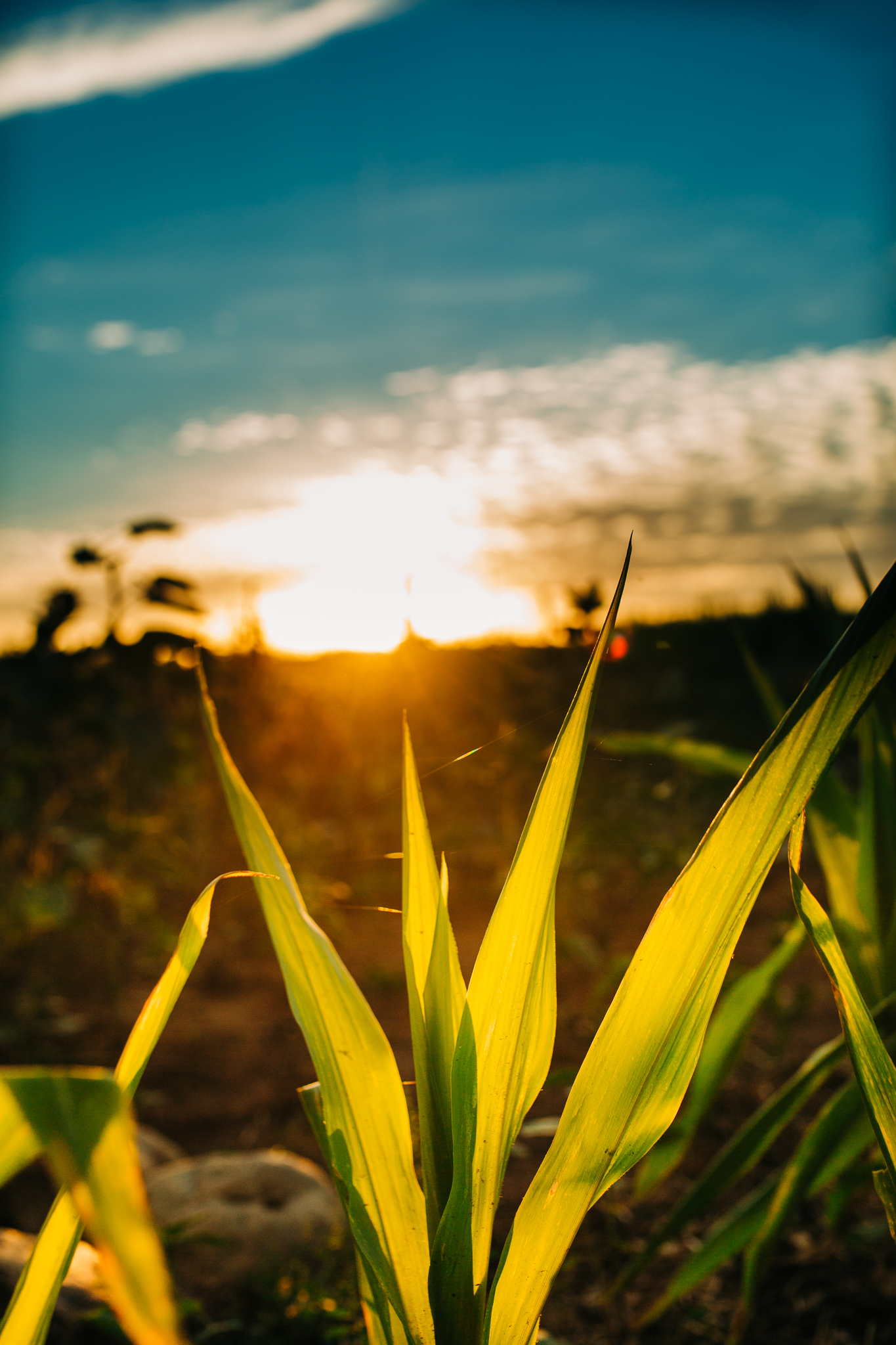 Lenkaland Photography at Bishop's Pumpkin Farm