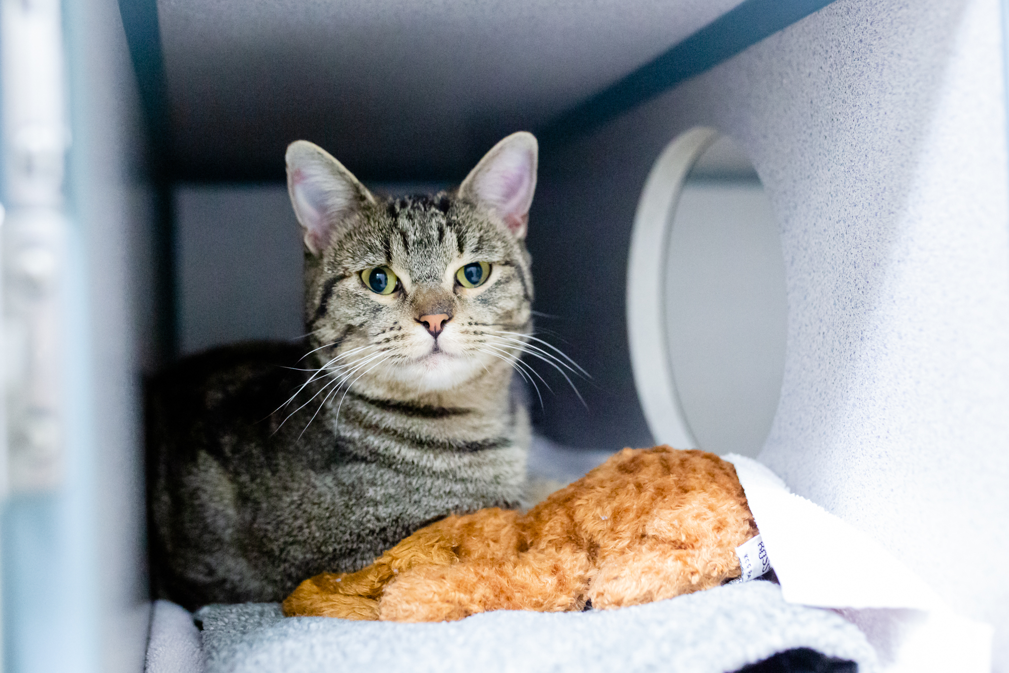 Cats at AnimalSave | Lenkaland Photography