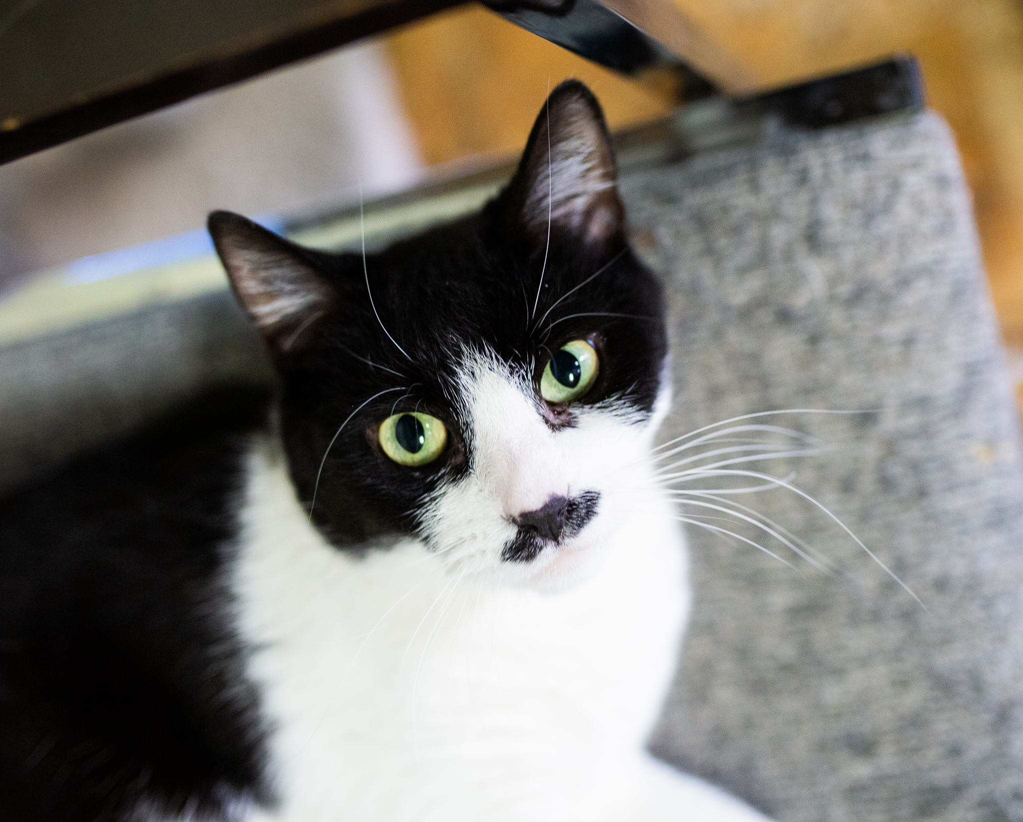 Cats at AnimalSave | Lenkaland Photography