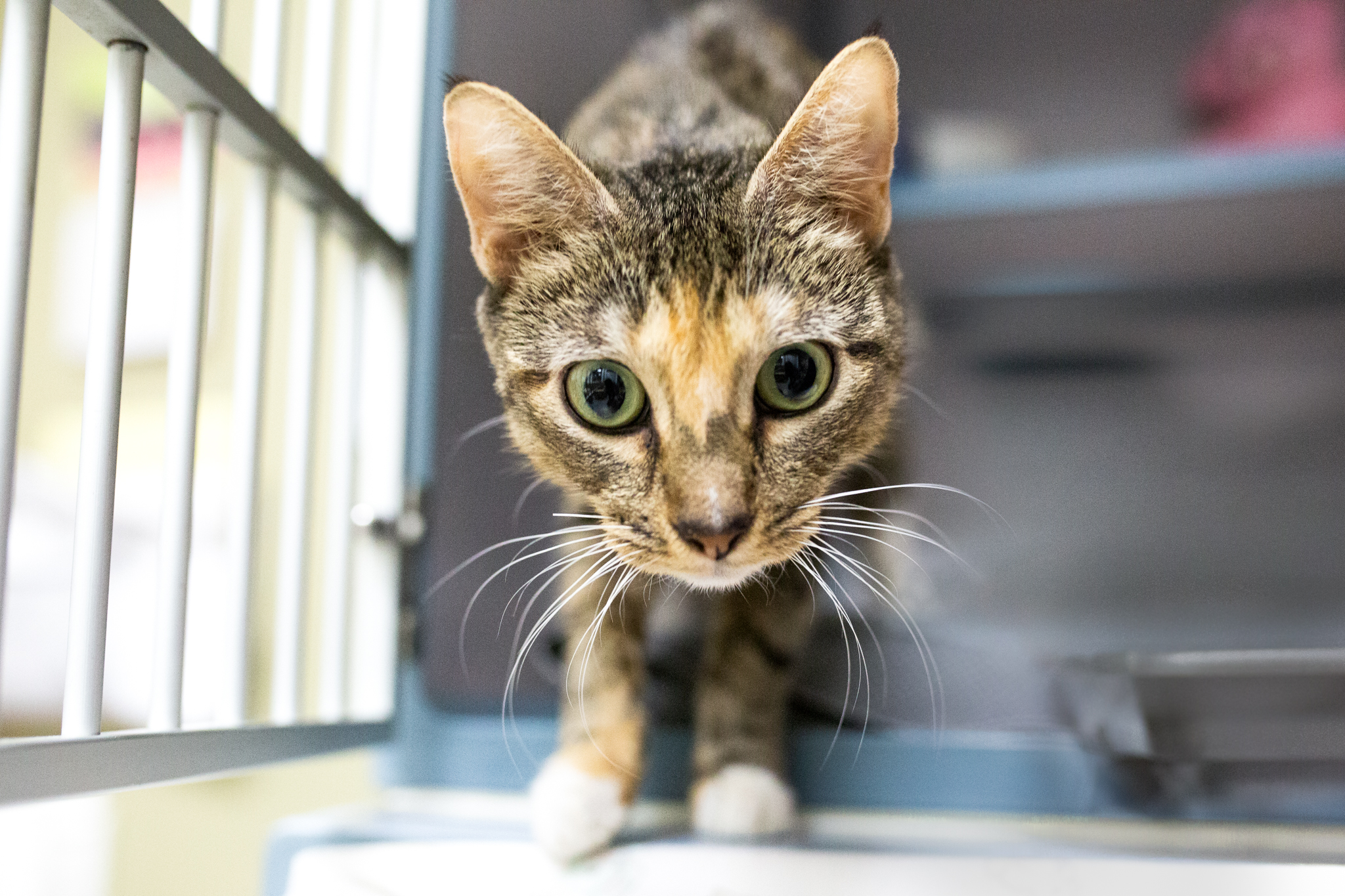 AnimalSaveOctober062018-3-Edit.jpg