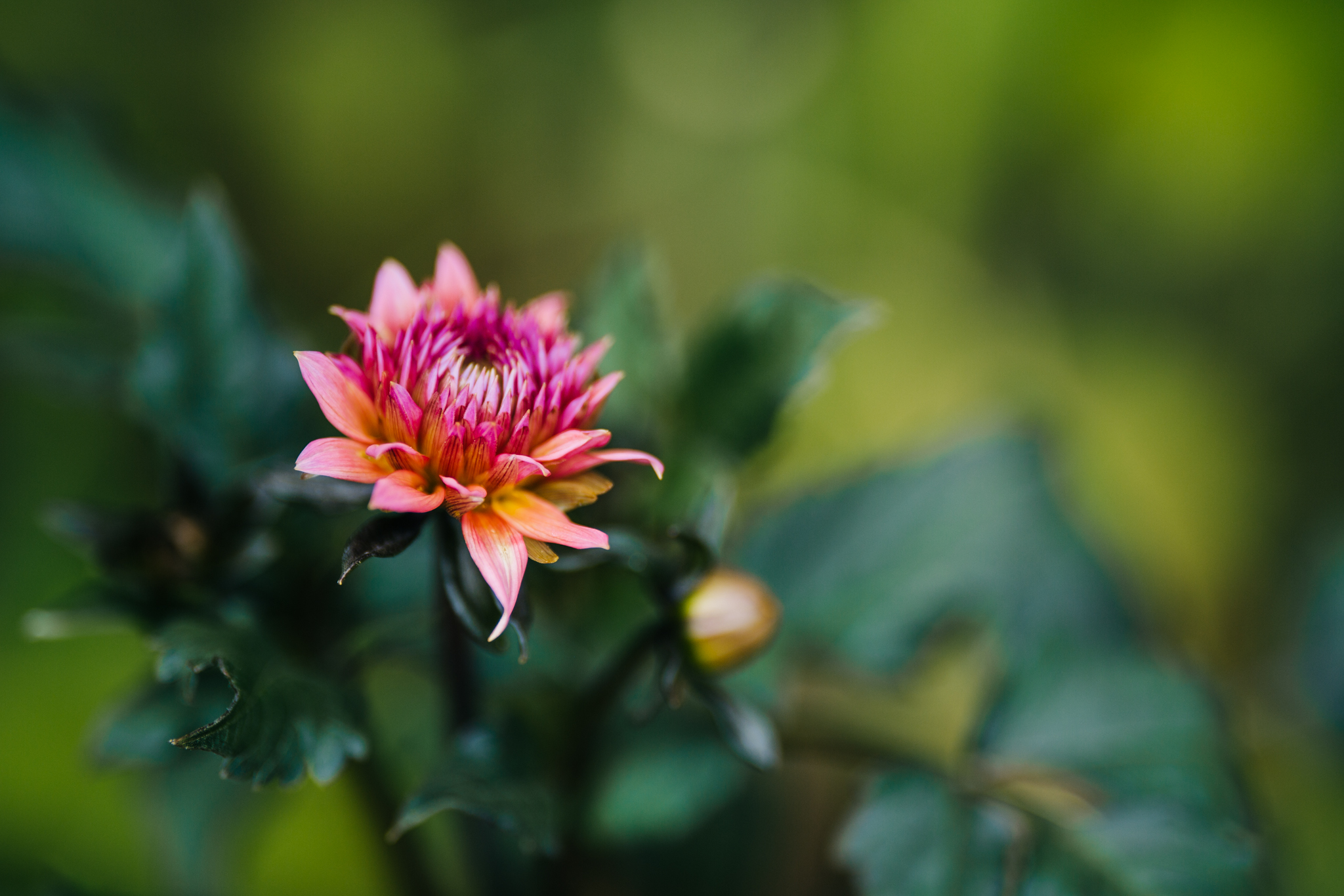 lower | Sierra Harvest and the Food Love Farm: Where Children Grow Food and Flowers | Lenkaland Photography