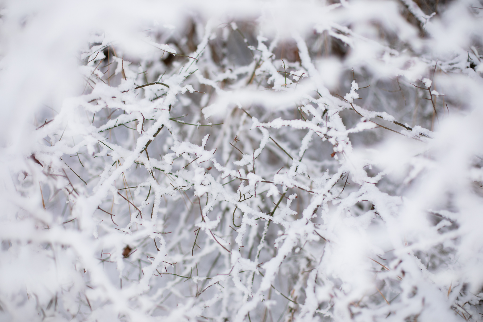 Snow | Lenkaland Photography