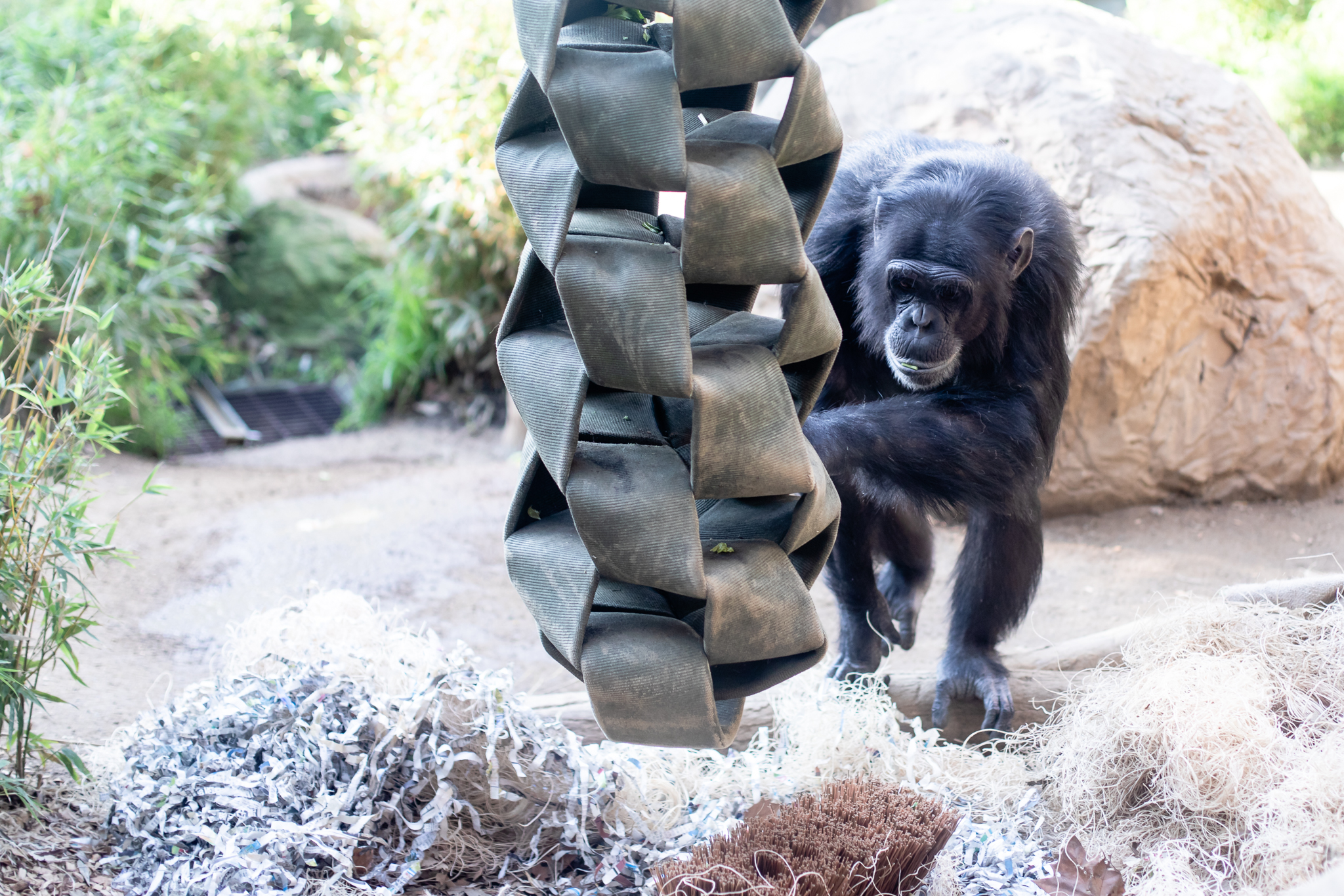 Sacramento Zoo by Lenkaland Photography