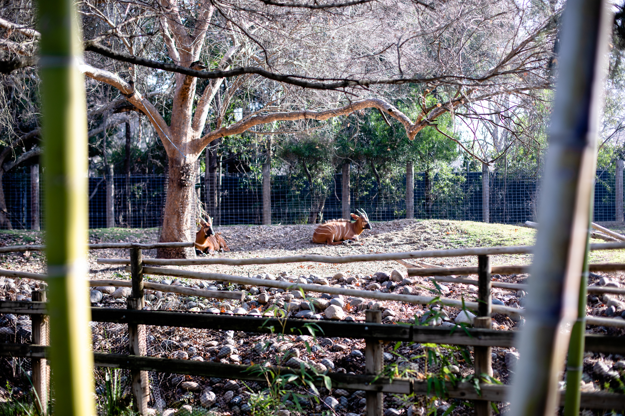 Sacramento Zoo by Lenkaland Photography