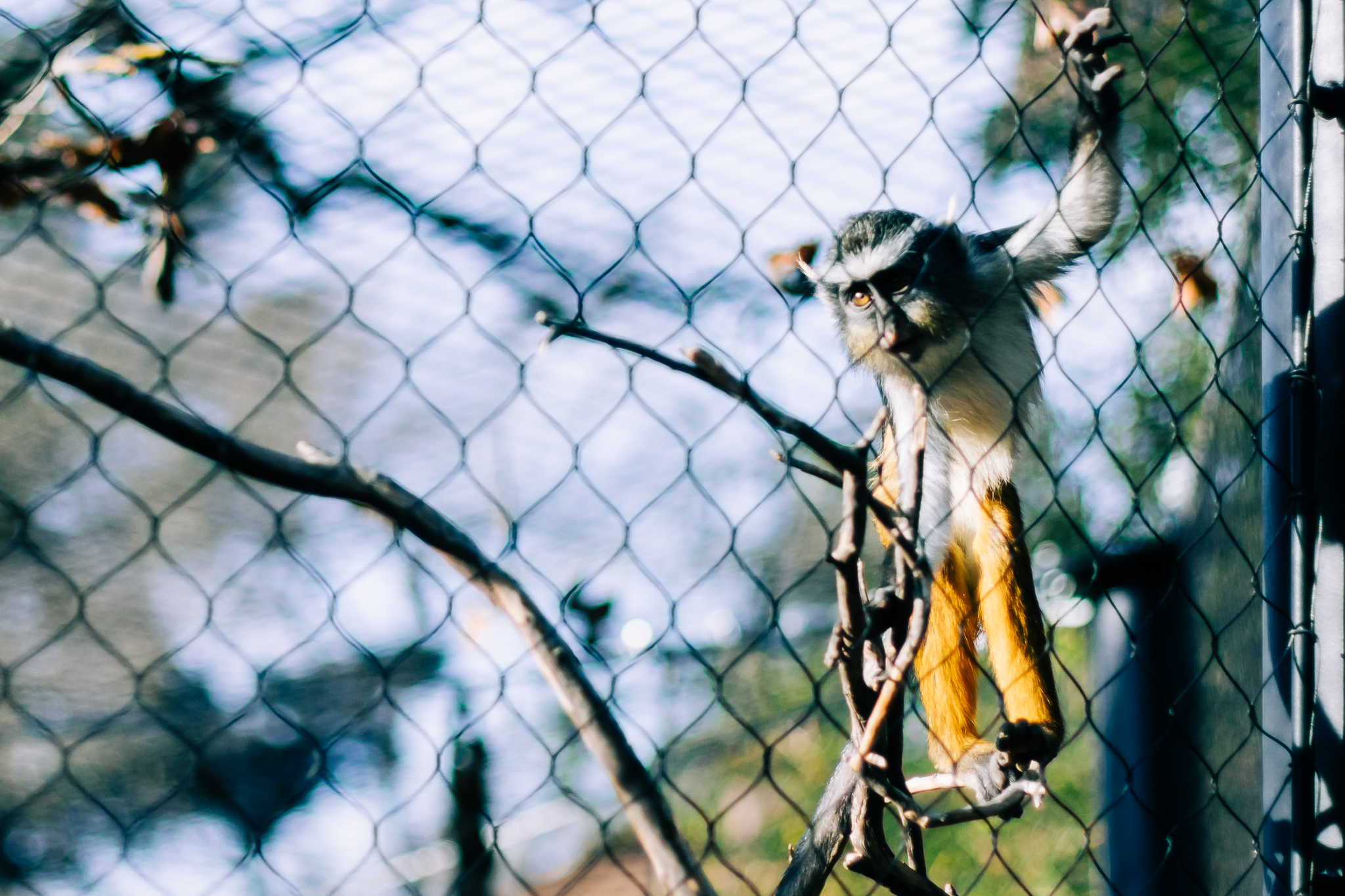 Sacramento Zoo by Lenkaland Photography