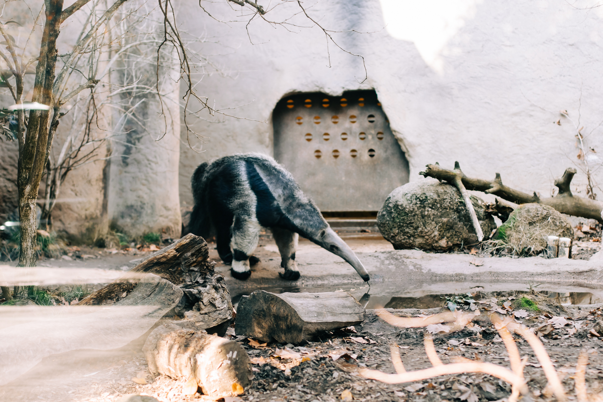 Sacramento Zoo by Lenkaland Photography