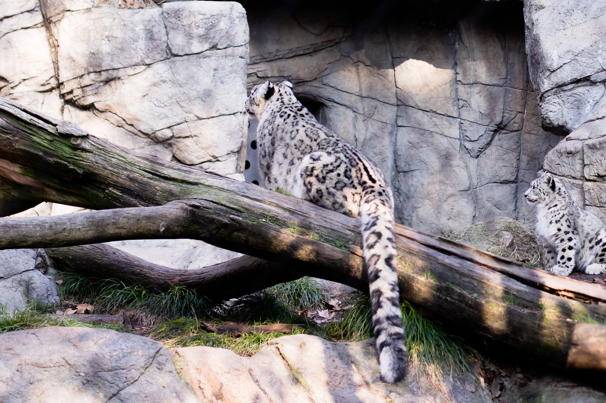 Sacramento Zoo by Lenkaland Photography