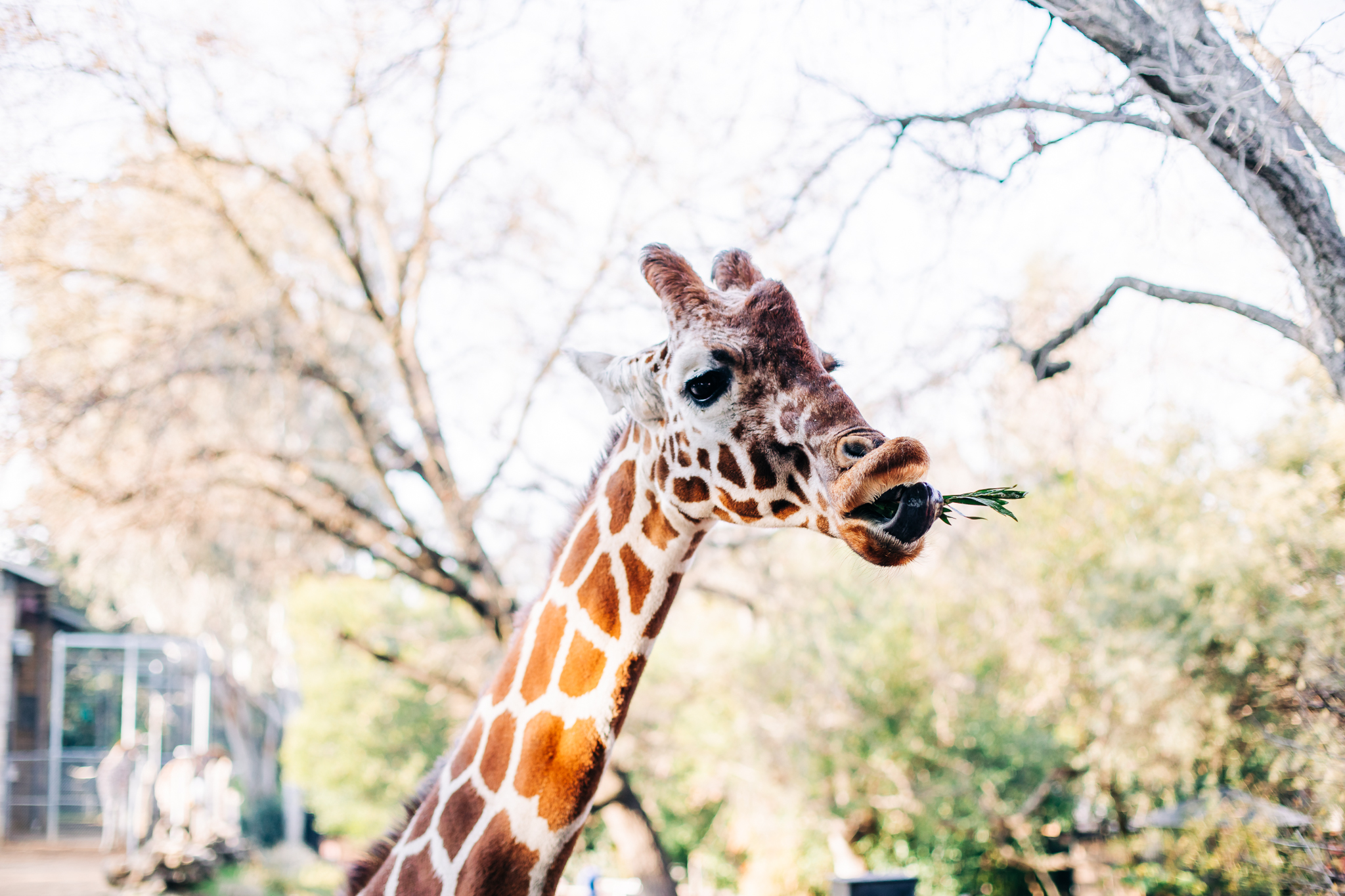 Sacramento Zoo by Lenkaland Photography