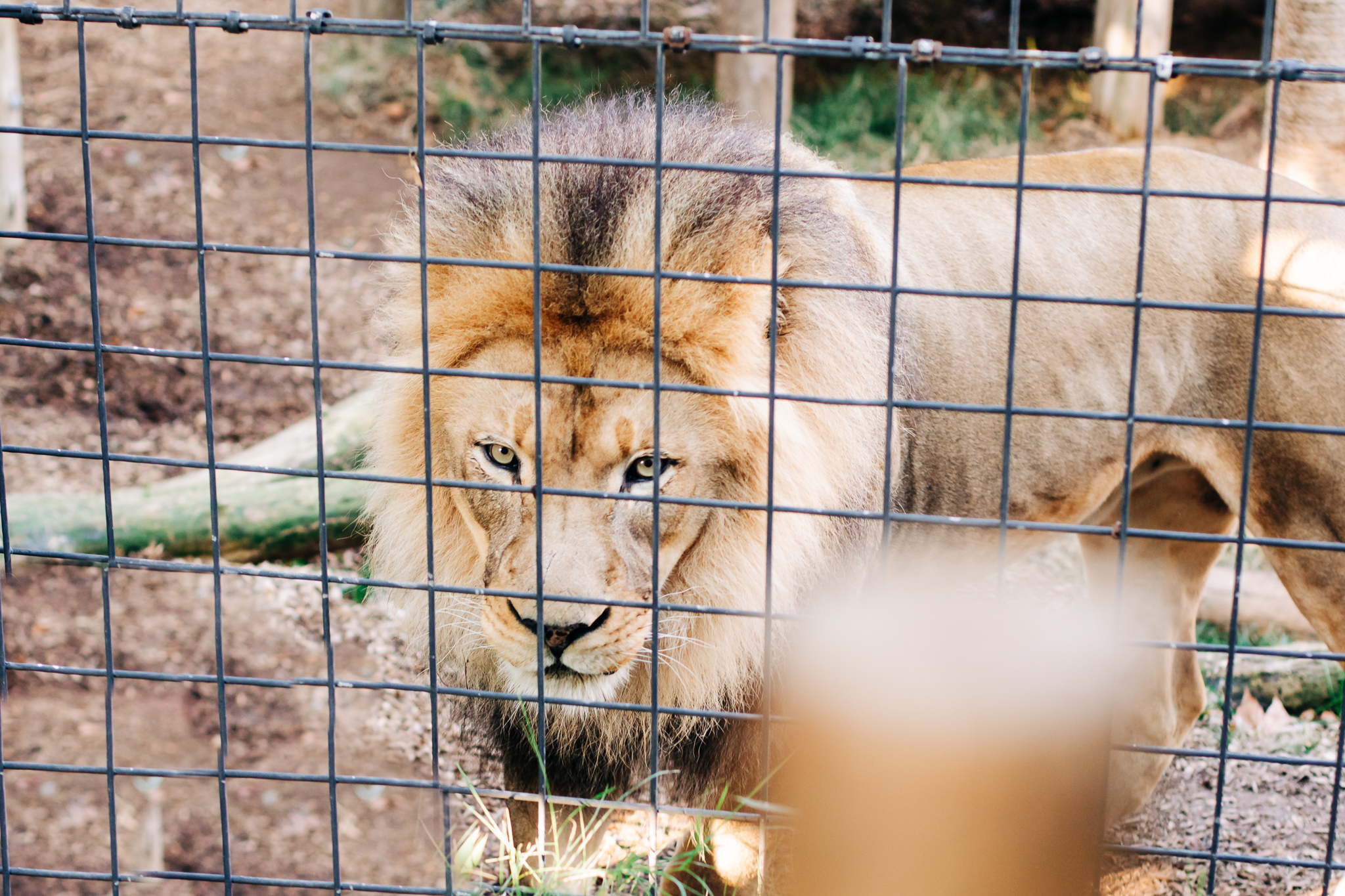 Sacramento Zoo by Lenkaland Photography