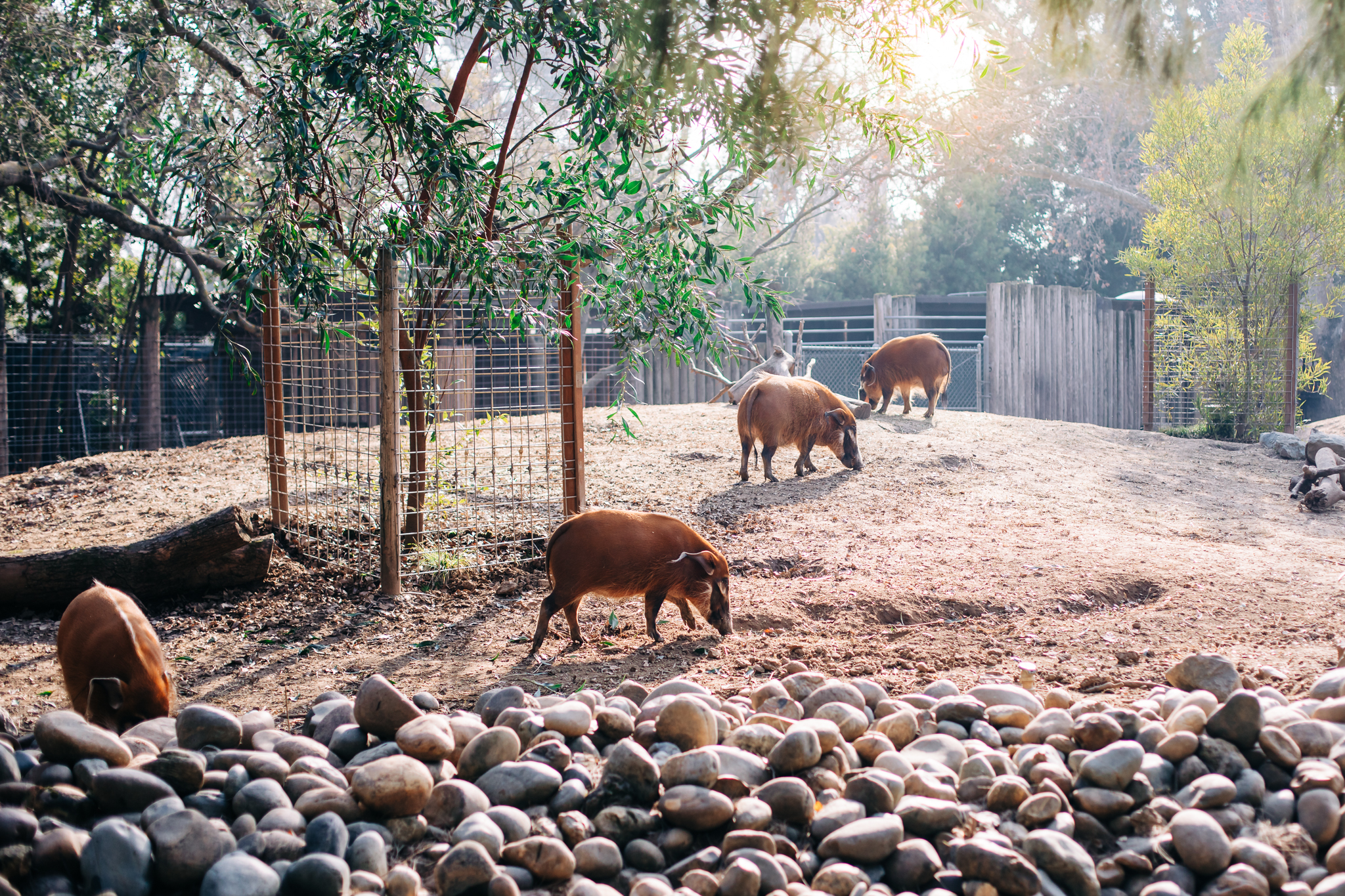 Sacramento Zoo by Lenkaland Photography