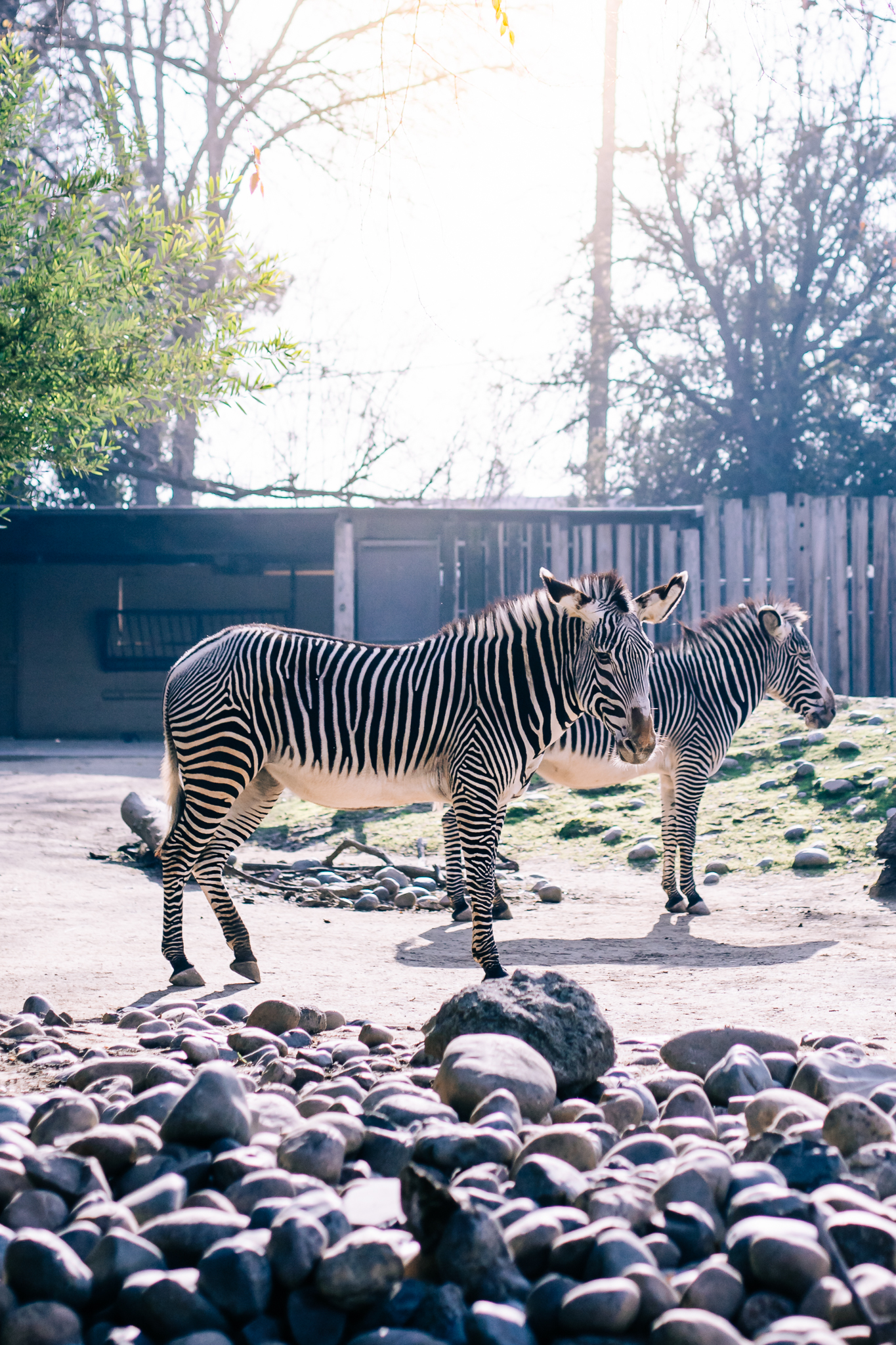 Sacramento Zoo by Lenkaland Photography