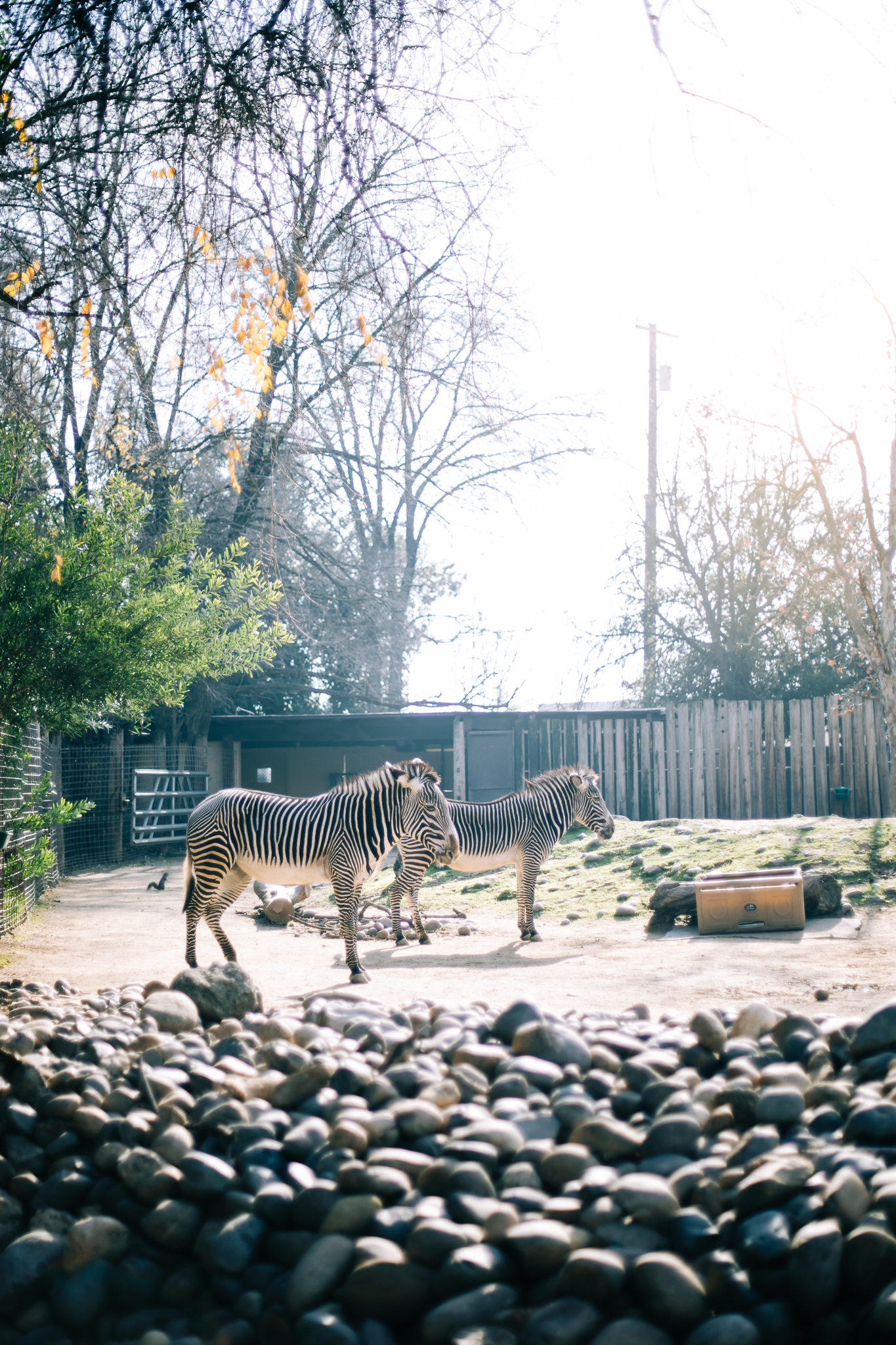 Sacramento Zoo by Lenkaland Photography