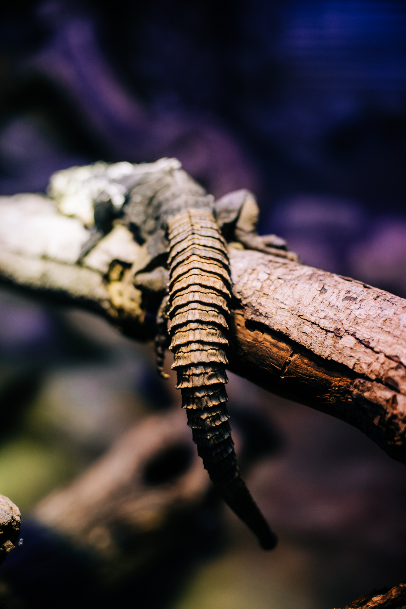 Sacramento Zoo by Lenkaland Photography