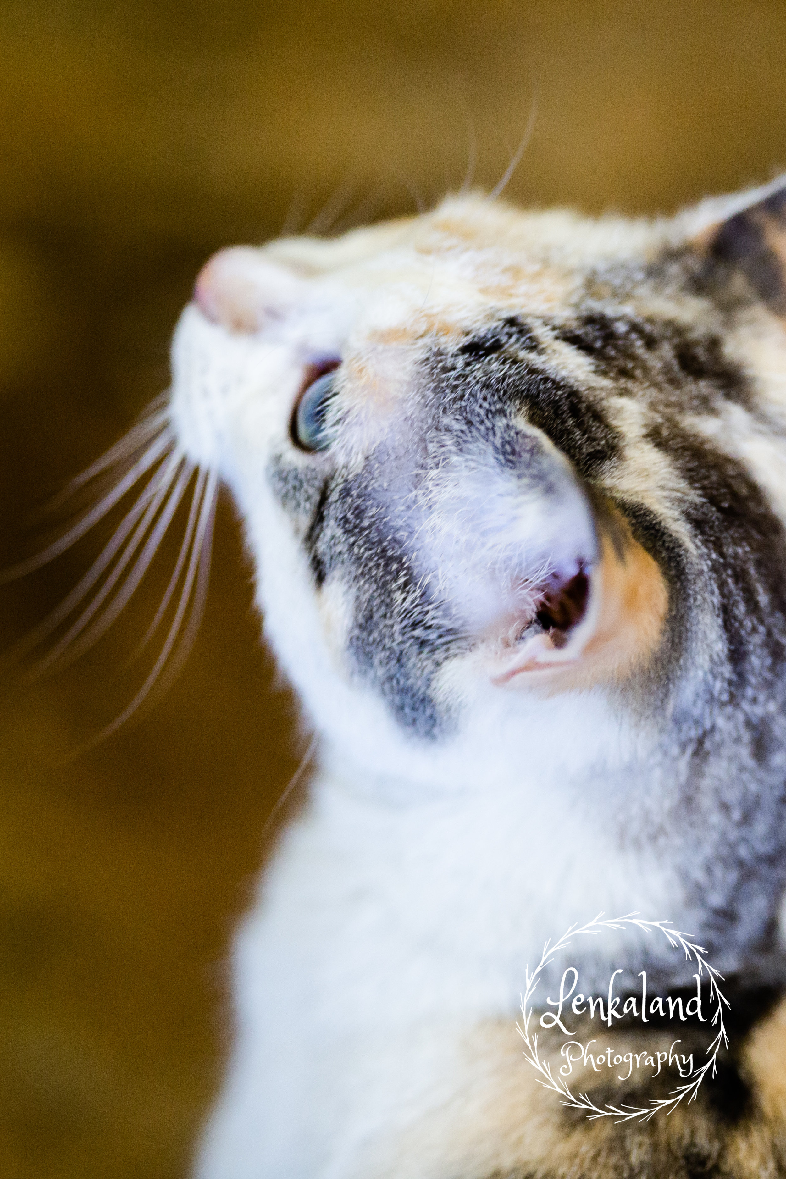 Cats at AnimalSave | Lenkaland Photography