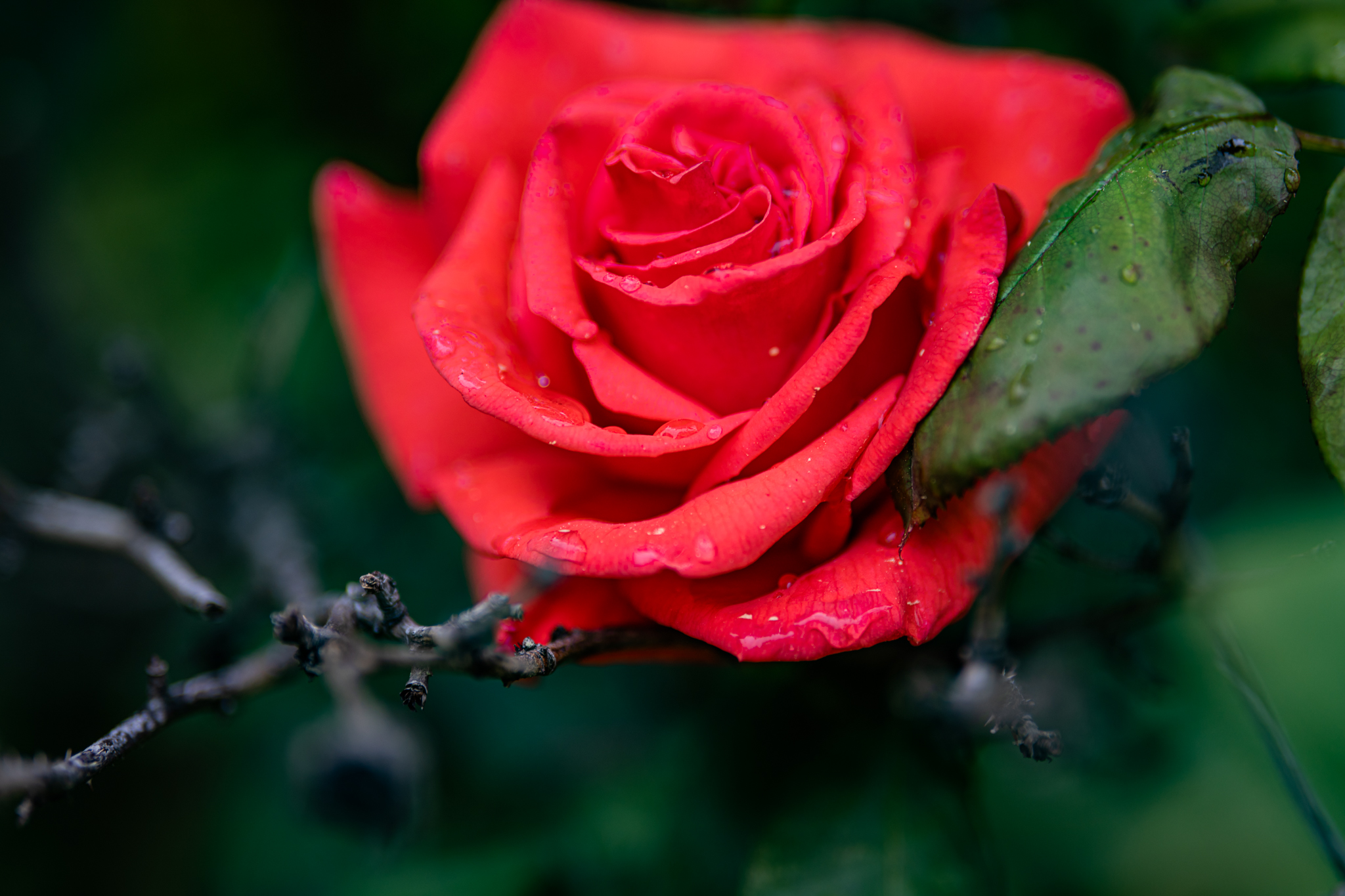 Roses in the Rain | Lenkaland Photography
