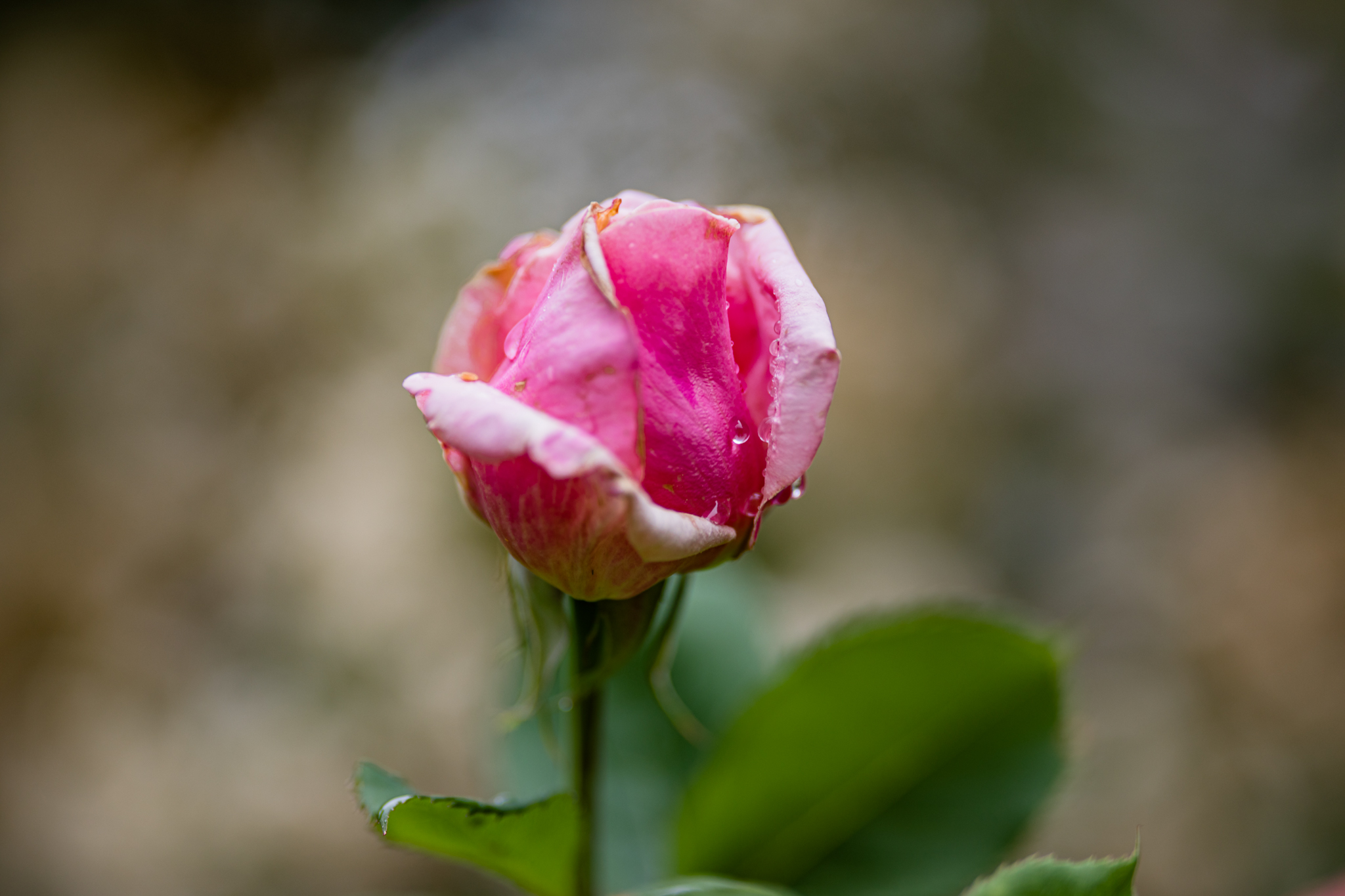 Roses in the Rain | Lenkaland Photography